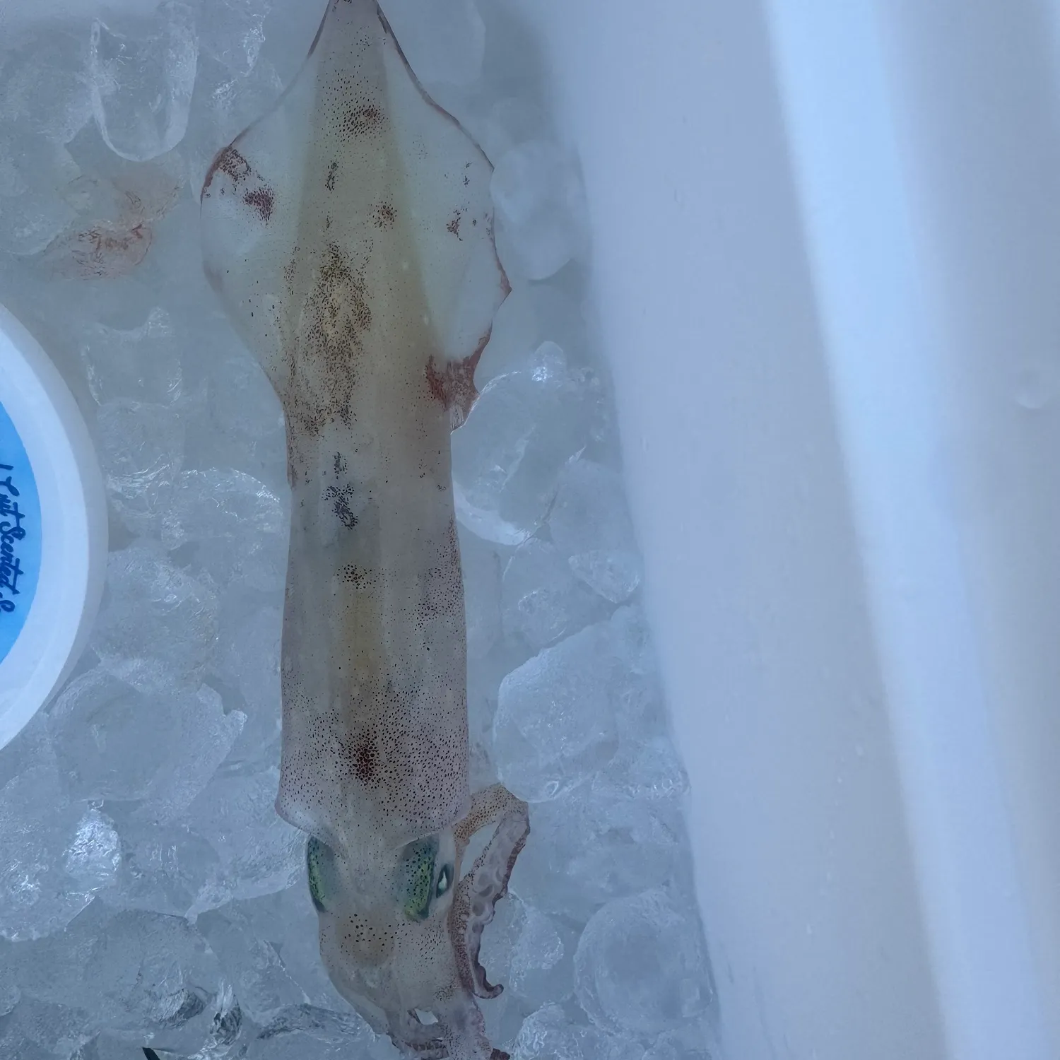 The most recent Longfin inshore squid catches on Fishbrain