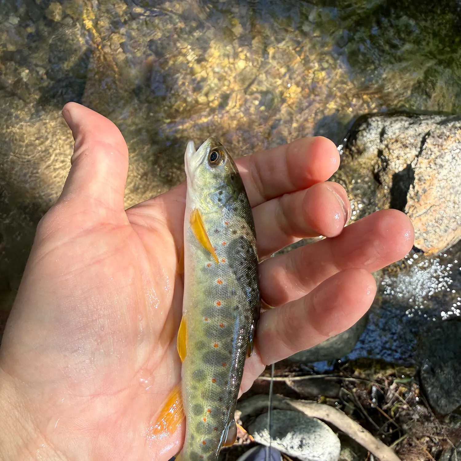 Brook trout caught on Fishbrain