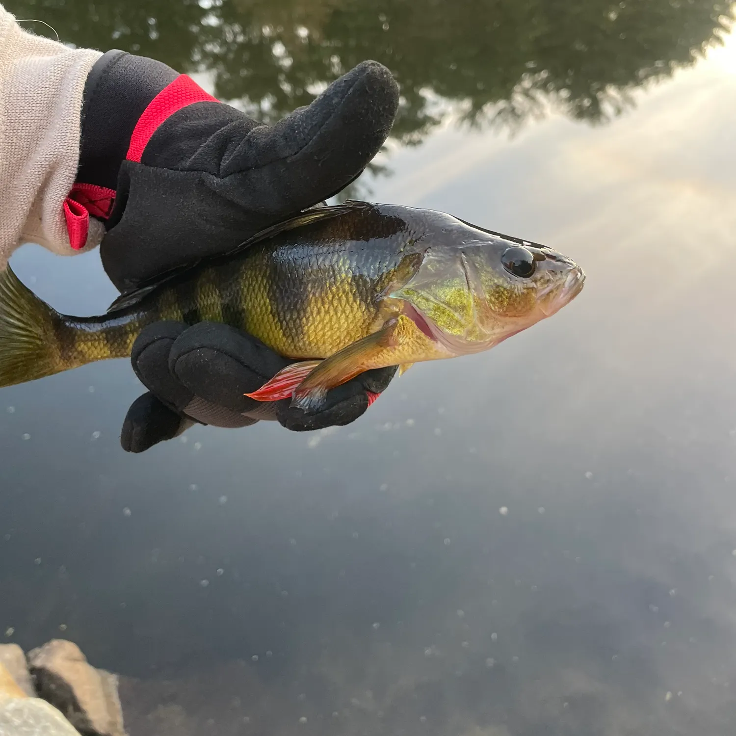 Yellow perch caught on Fishbrain