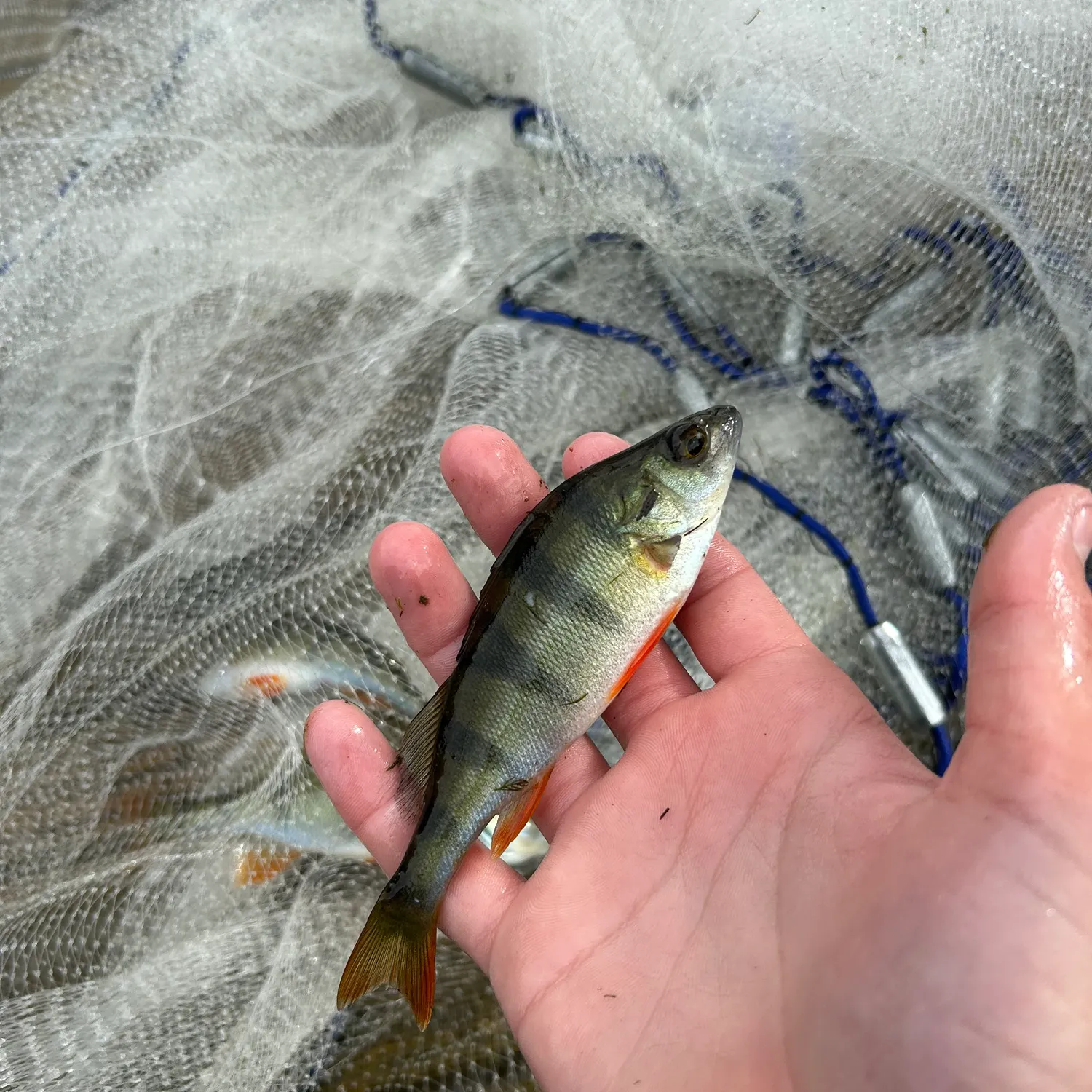 Fish caught on Fishbrain