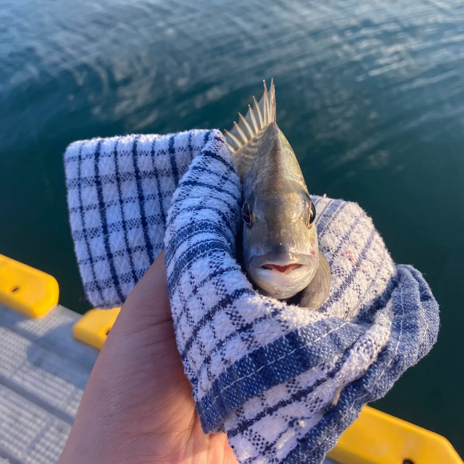 Surf bream caught on Fishbrain