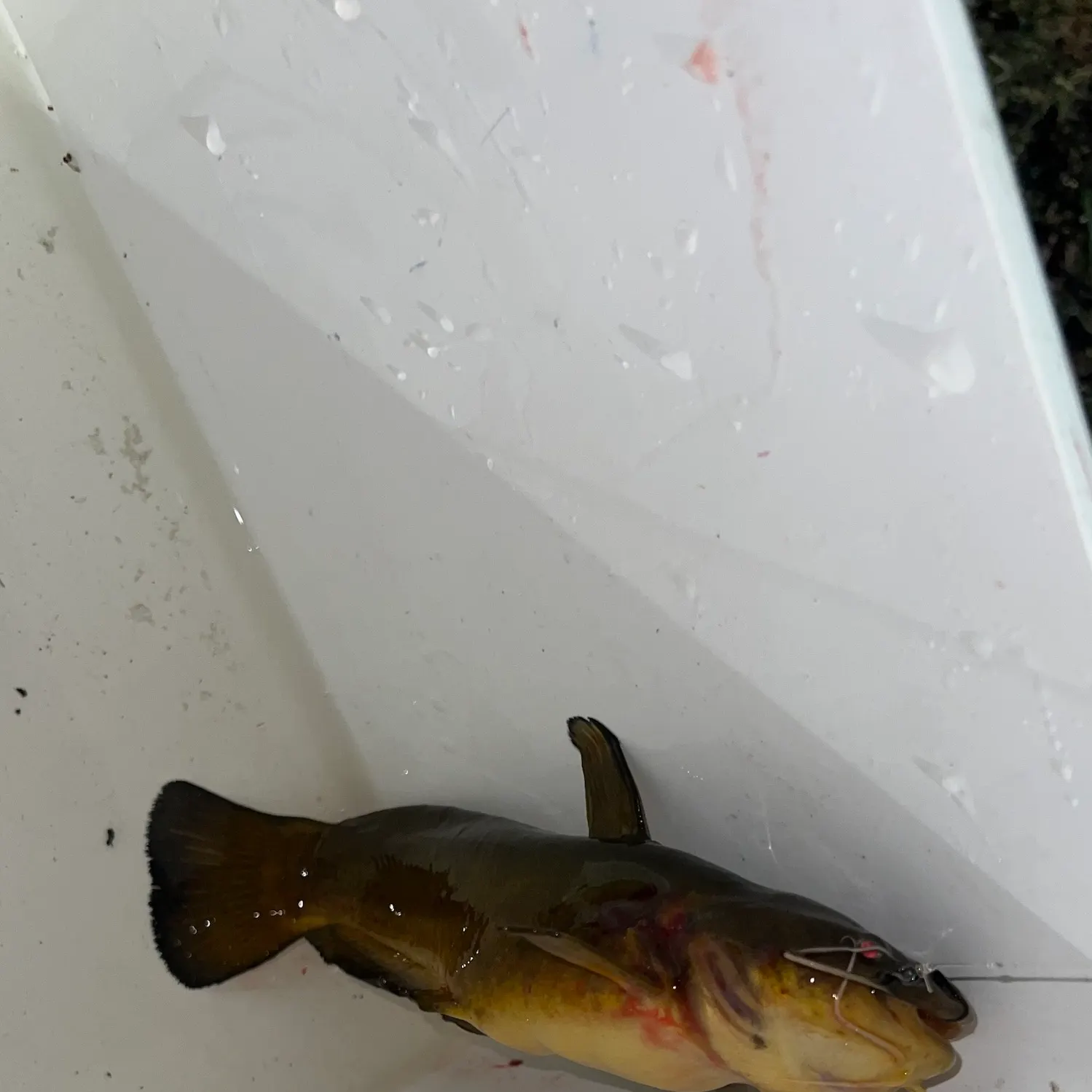 Yellow bullhead caught on Fishbrain