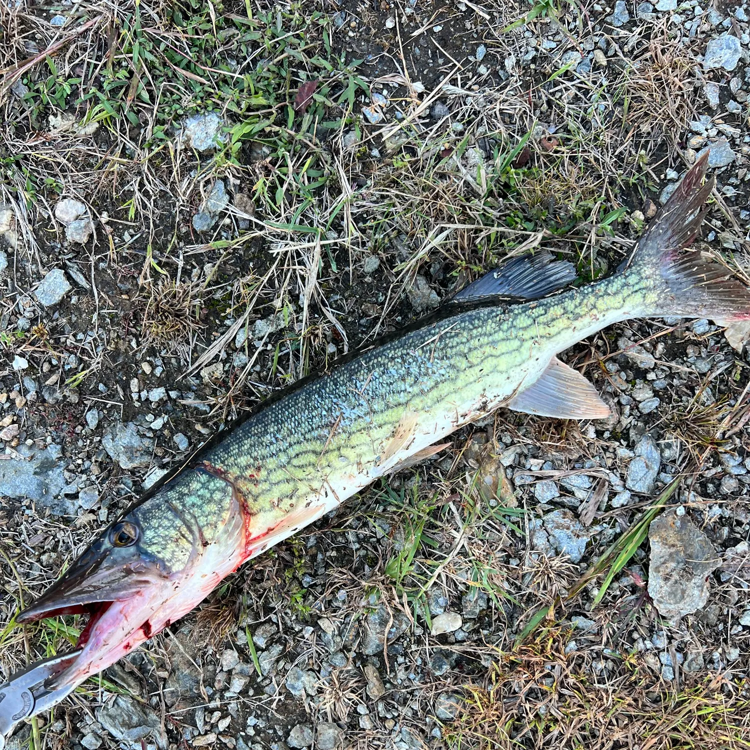 Chain pickerel caught on Fishbrain