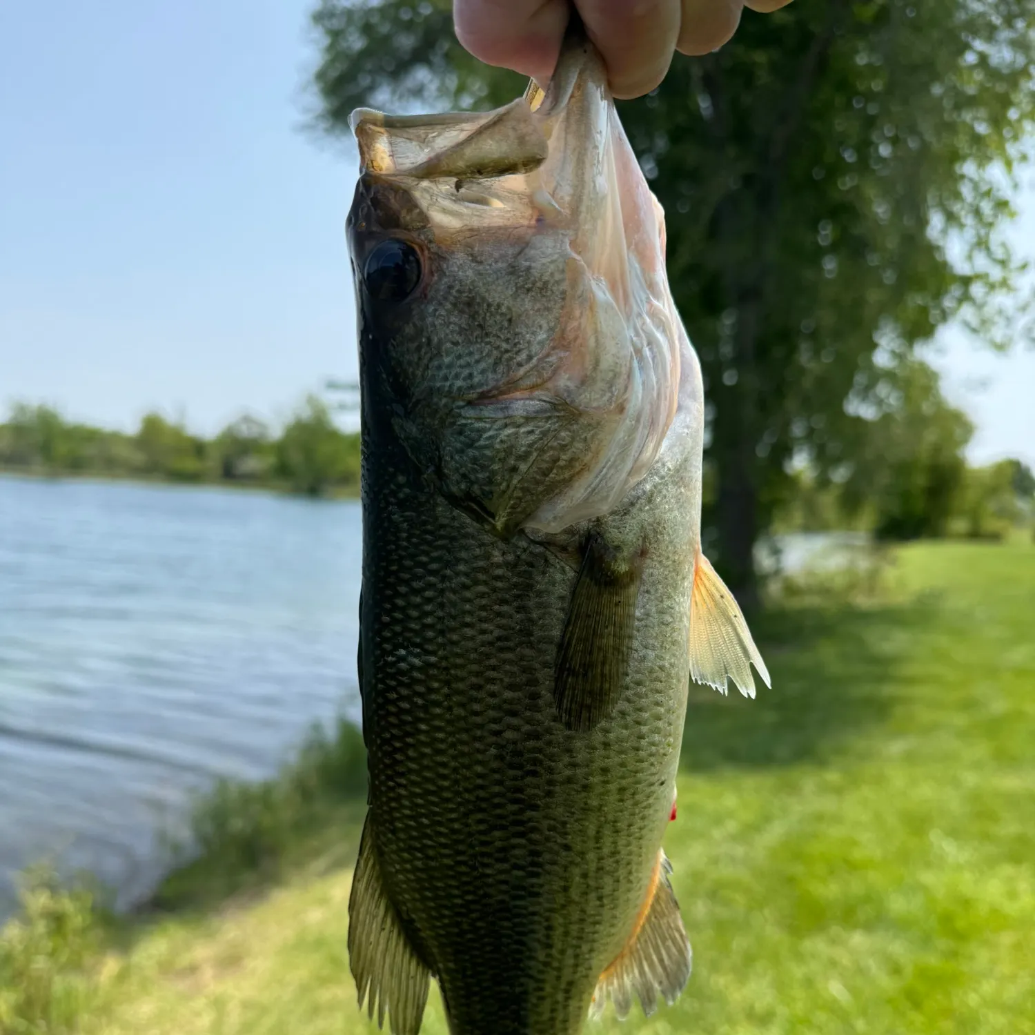 angler catch