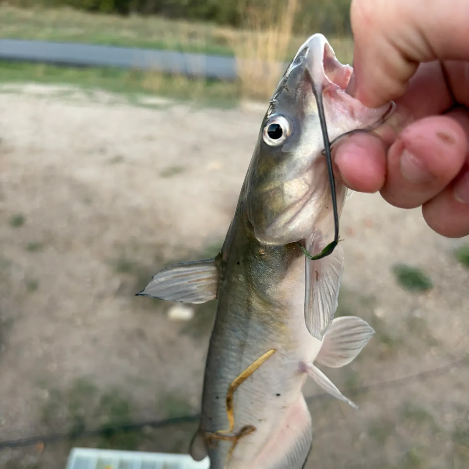 Channel catfish caught on Fishbrain