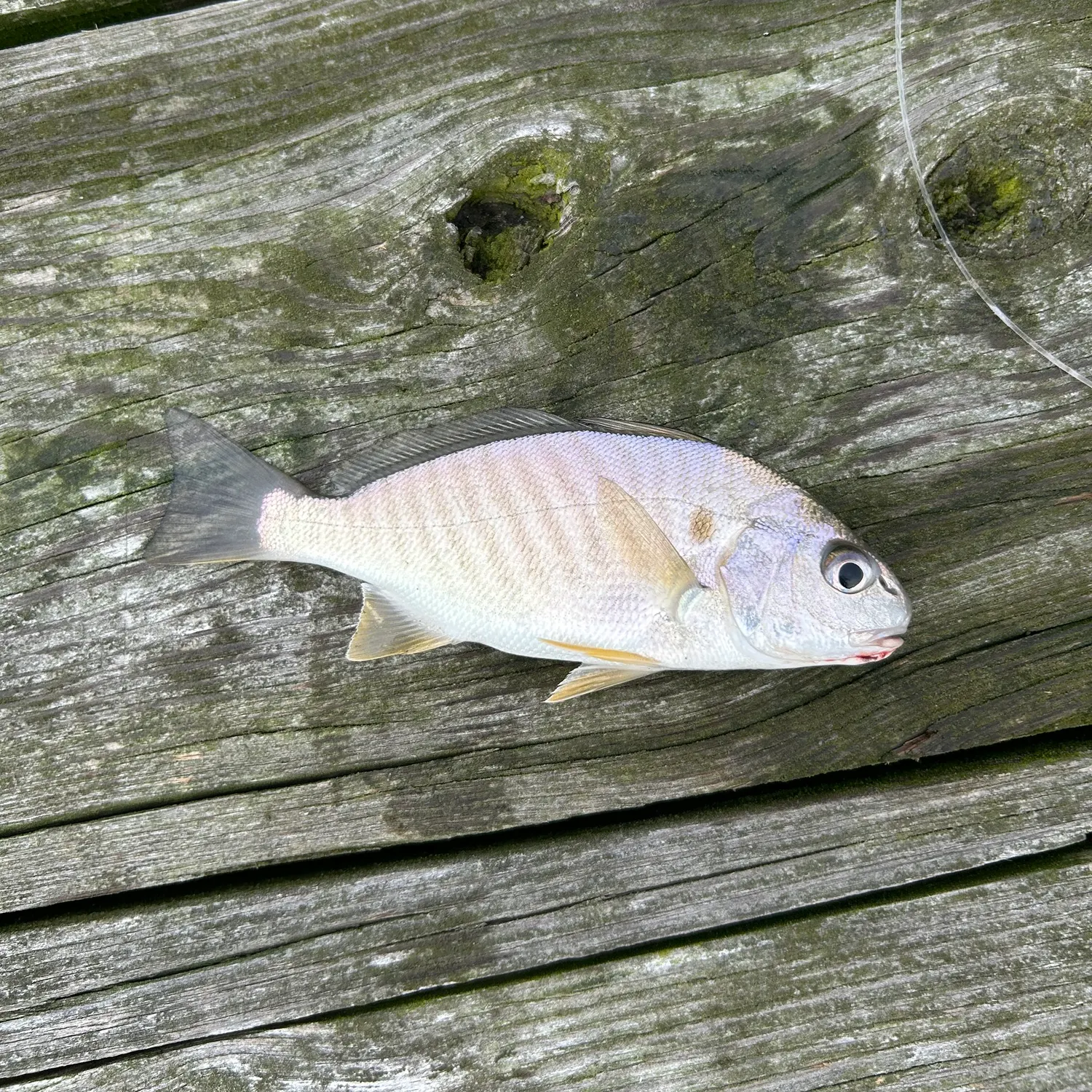 Spot croaker caught on Fishbrain
