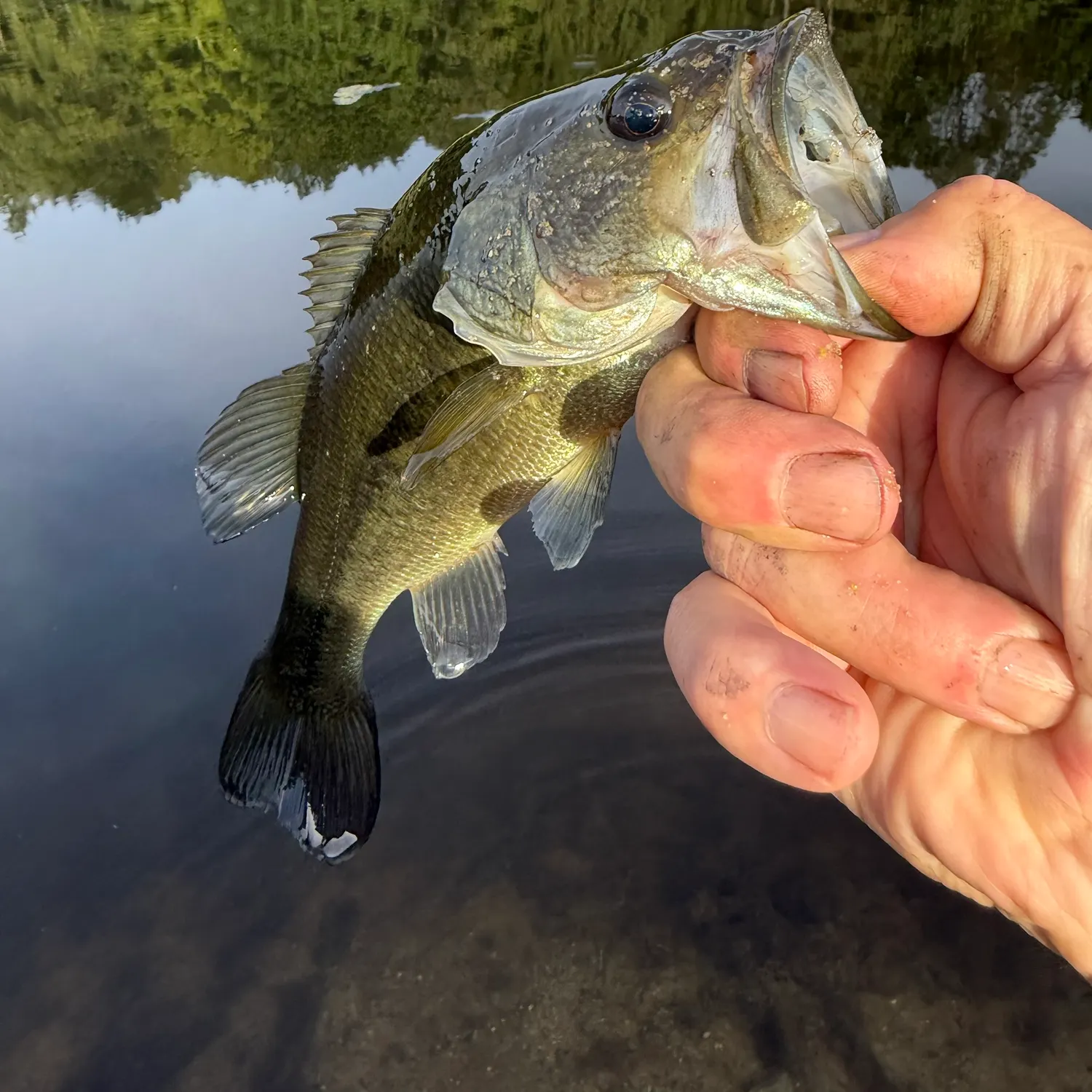 Largemouth bass caught on Fishbrain