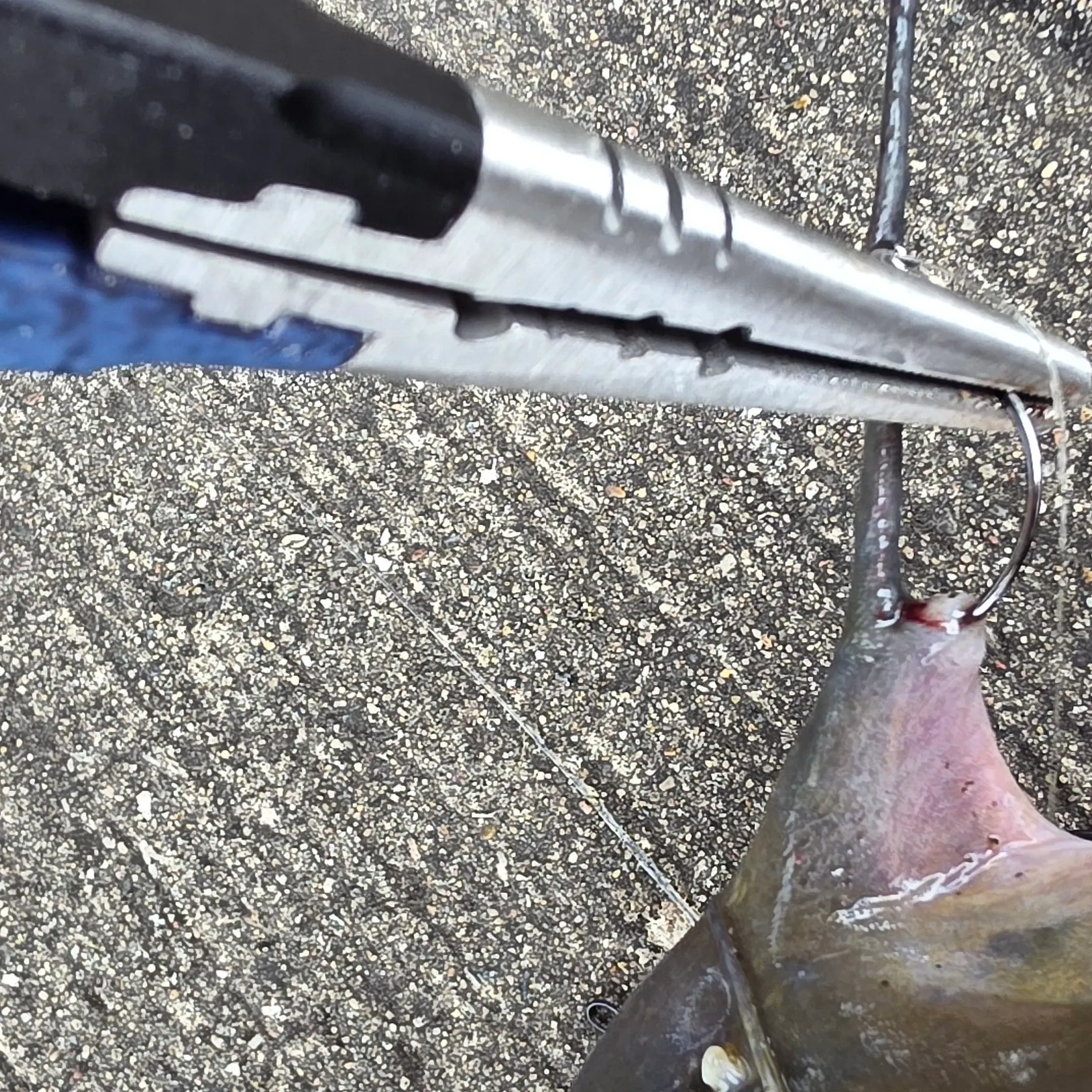 Channel catfish caught on Fishbrain