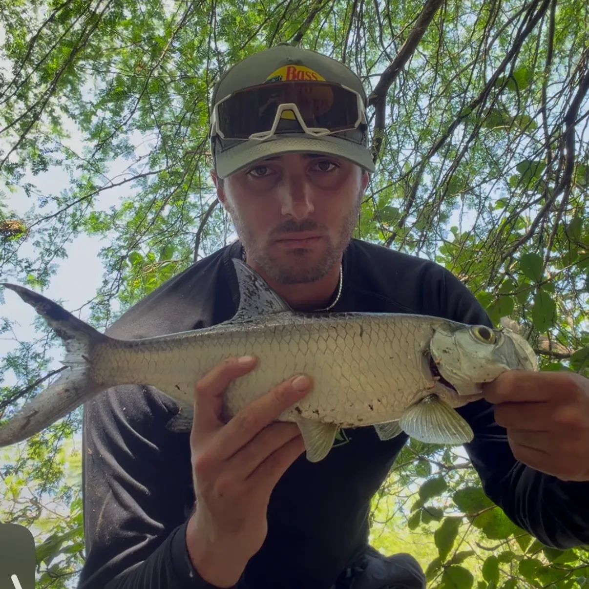 The most recent Tarpon catches on Fishbrain