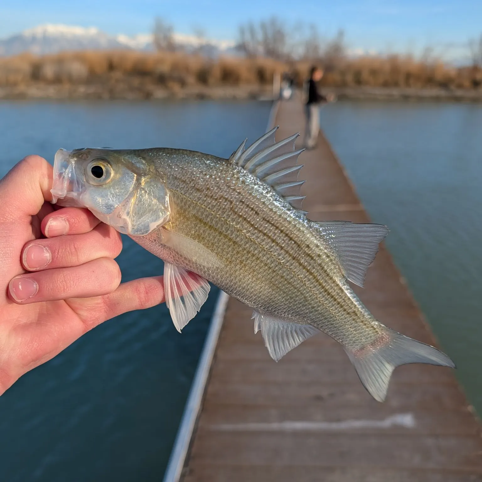 The most recent White bass catches on Fishbrain