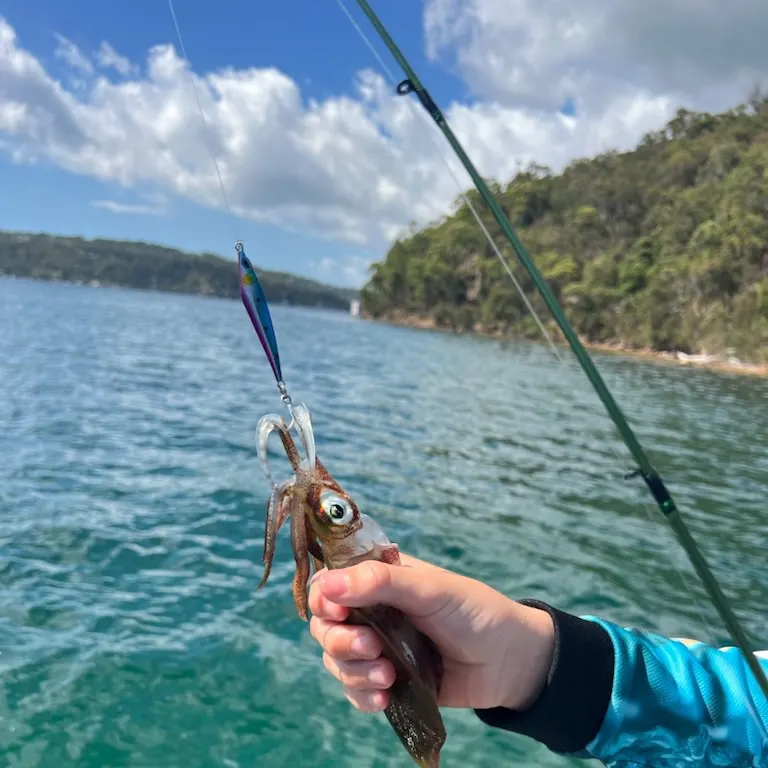 The most recent Southern calamari catches on Fishbrain
