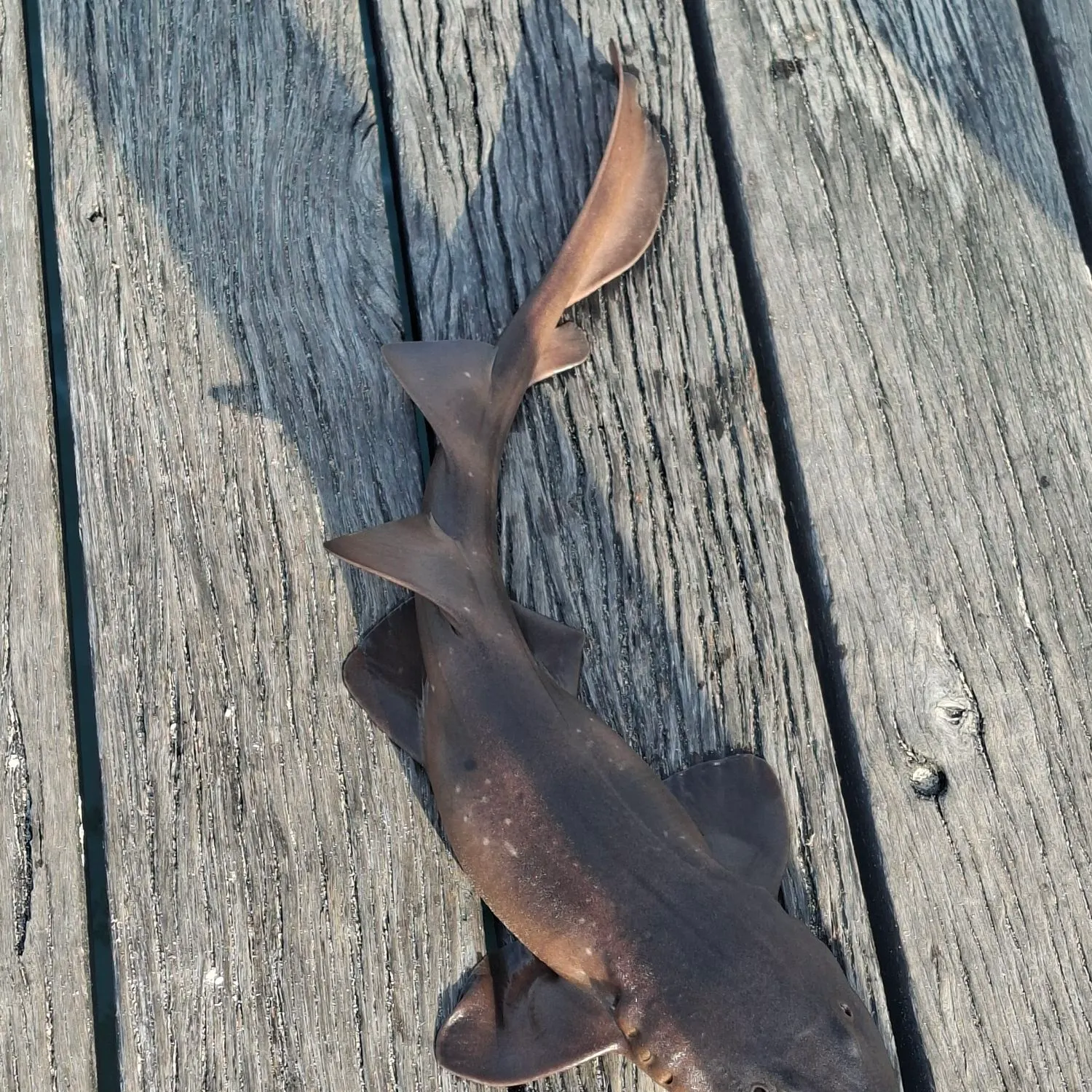 The most recent Port Jackson shark catches on Fishbrain