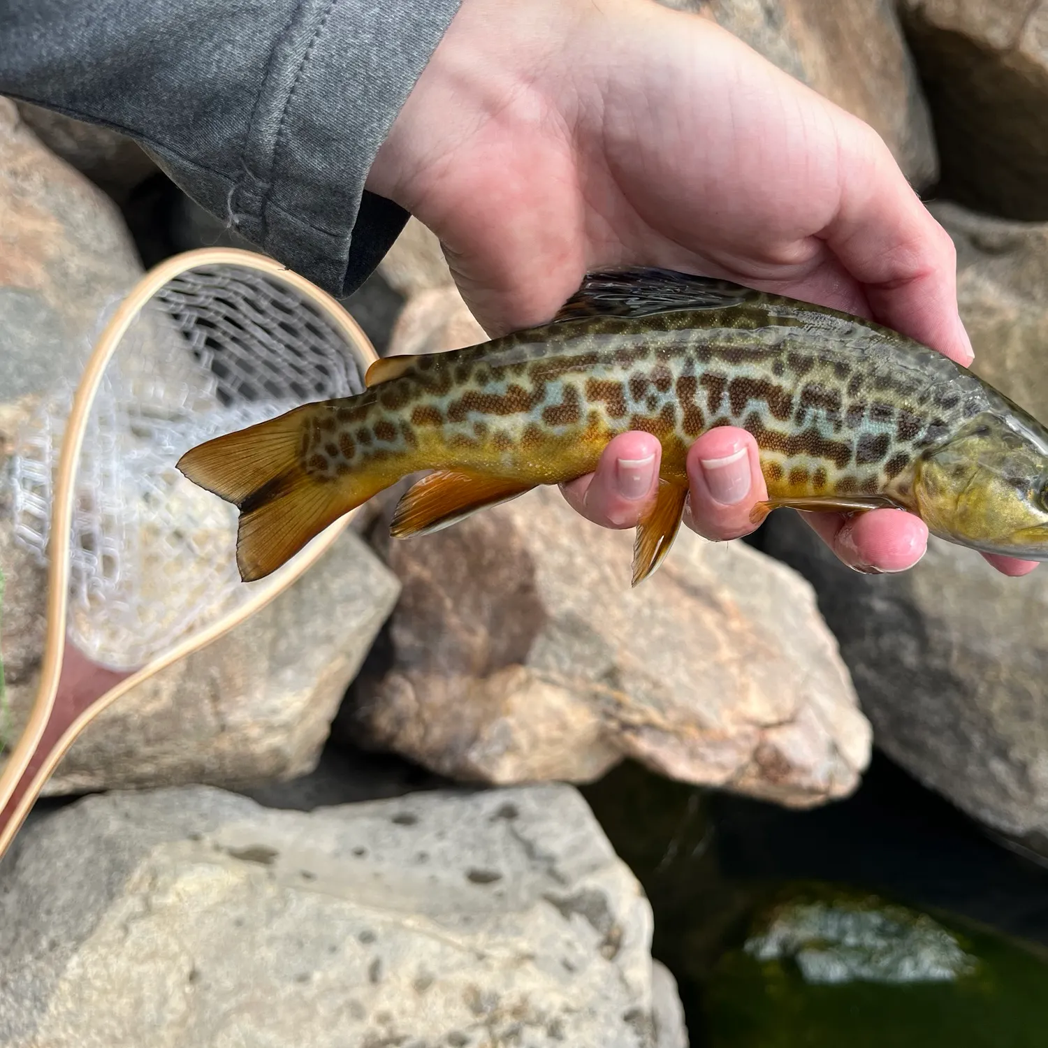 Tiger trout caught on Fishbrain