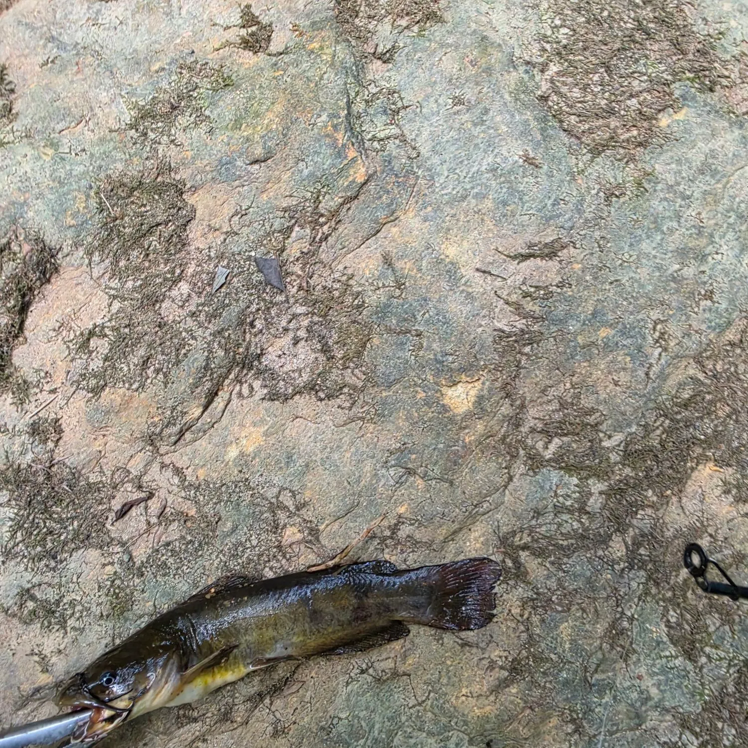 Black bullhead caught on Fishbrain