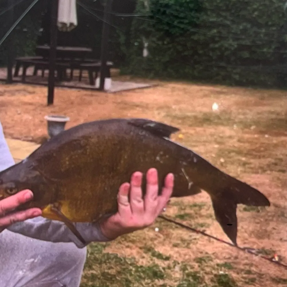 Common bream caught on Fishbrain