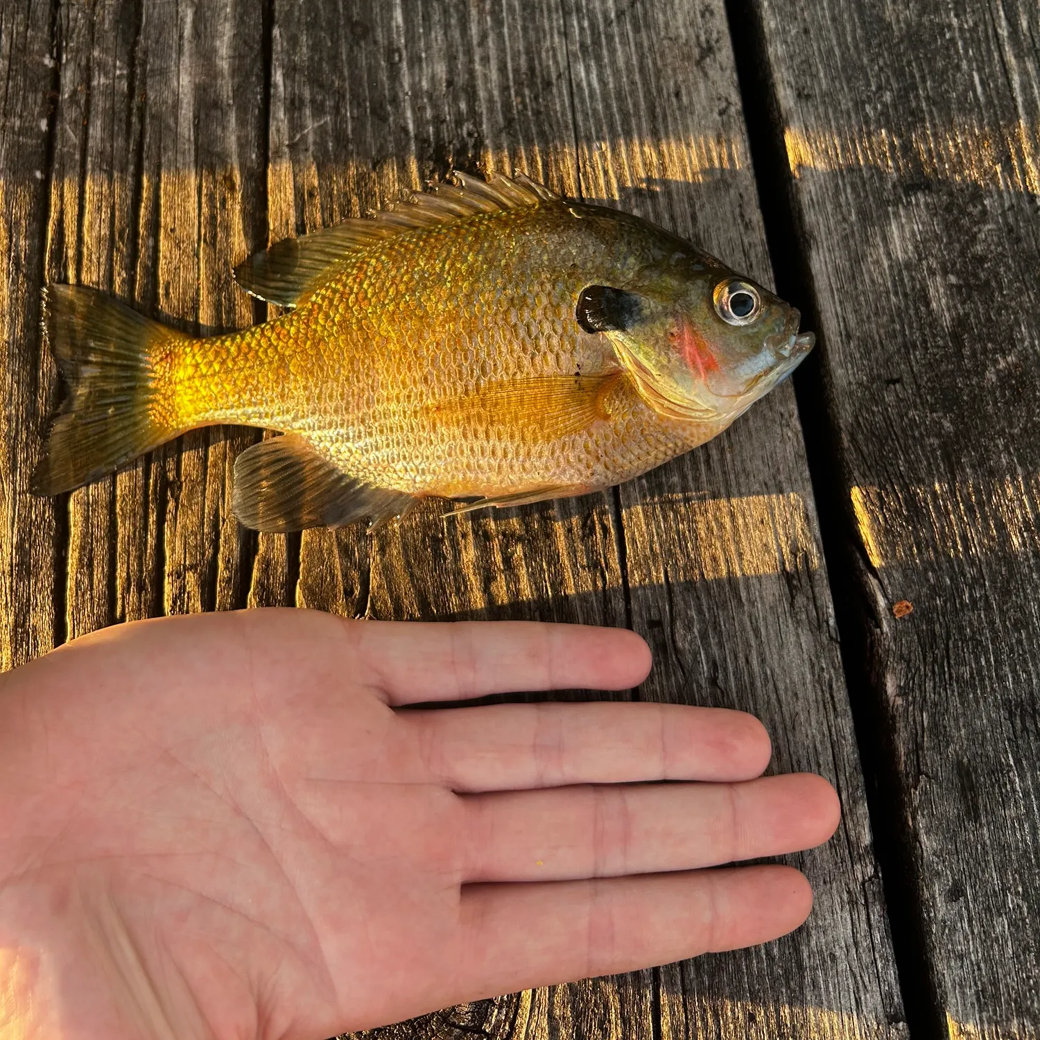 Bluegill caught on Fishbrain