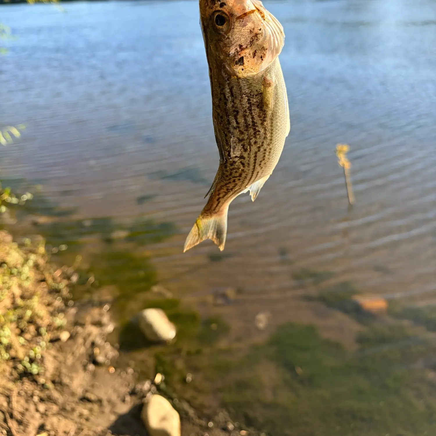 Striped bass caught on Fishbrain