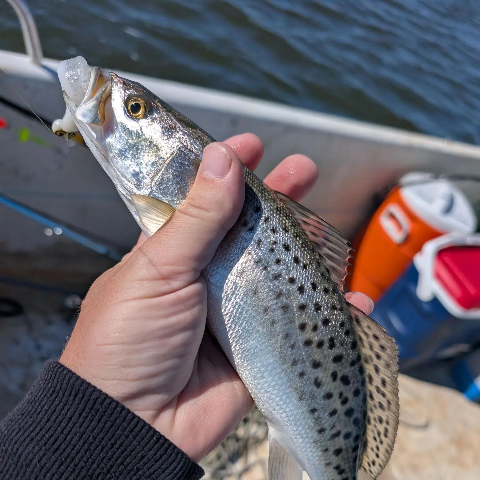 Spotted seatrout caught on Fishbrain