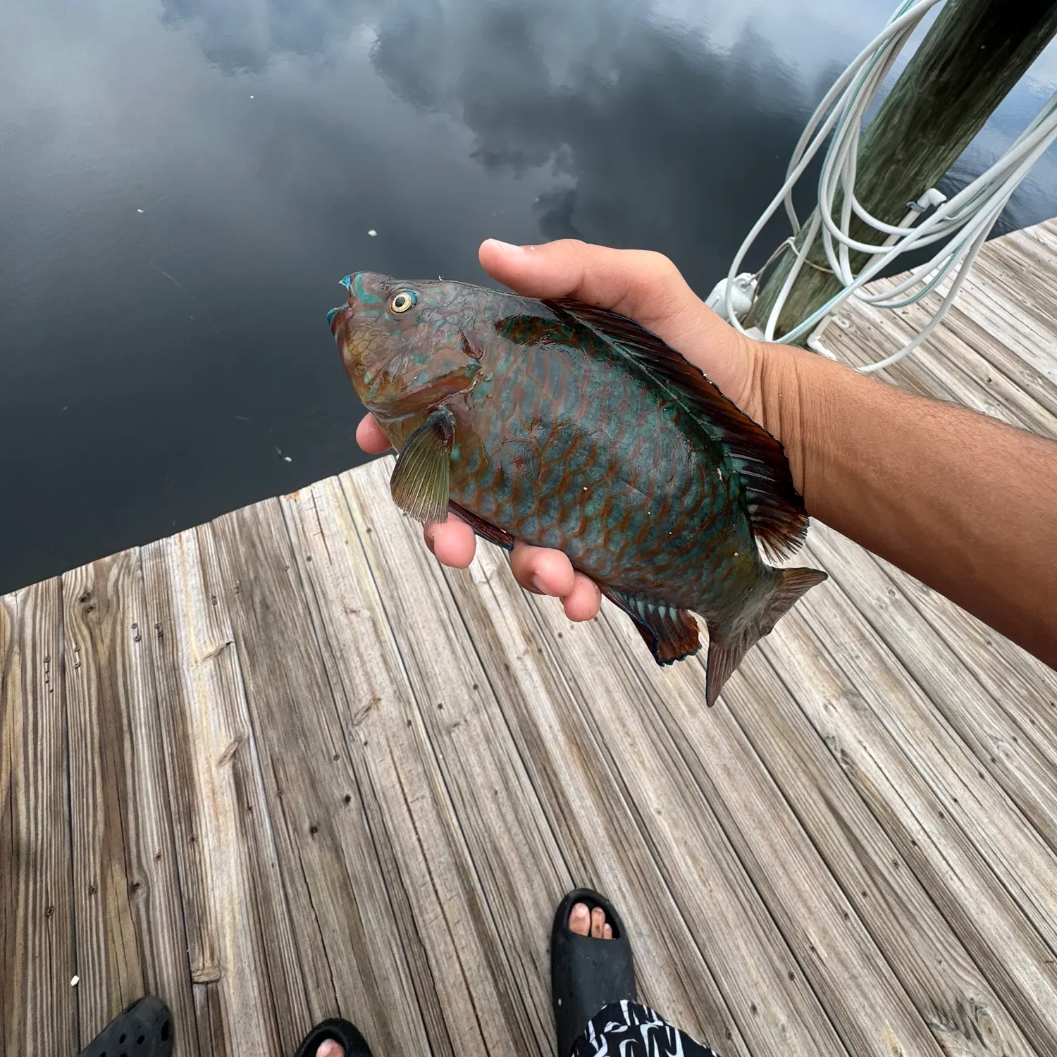 The most recent Common parrotfish catches on Fishbrain