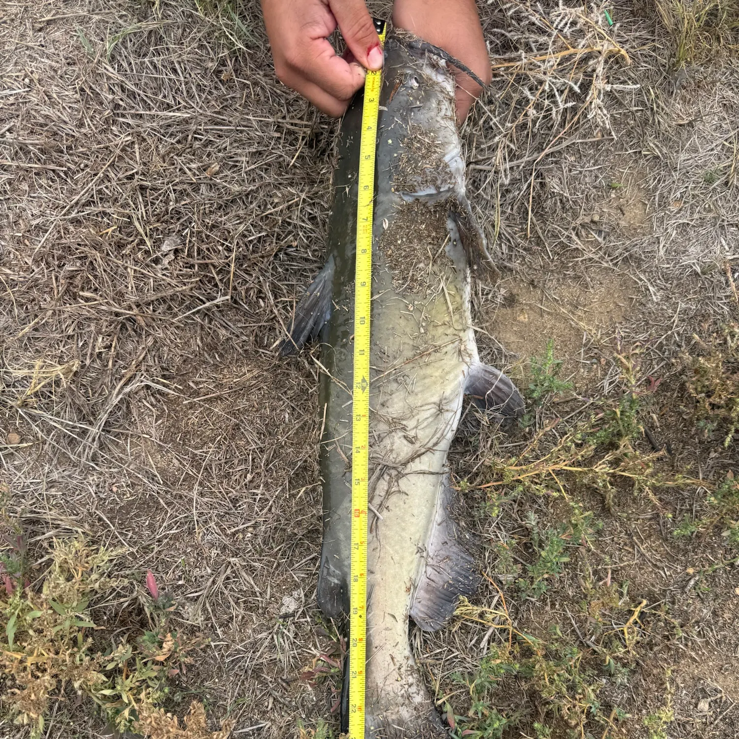 Channel catfish caught on Fishbrain