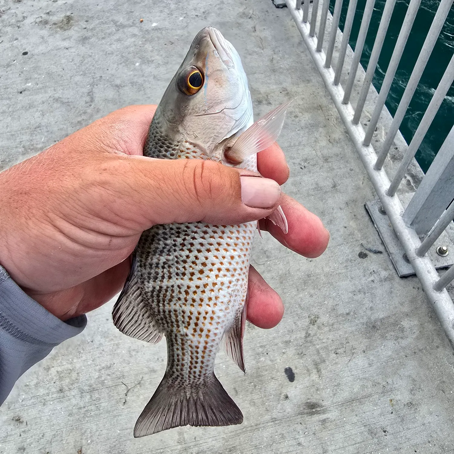 angler catch