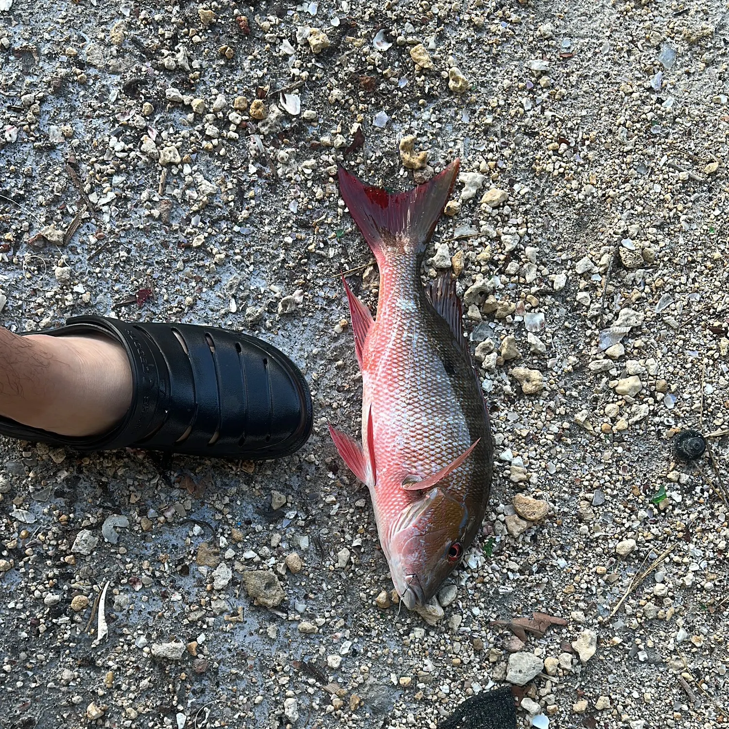 The most recent Mutton snapper catches on Fishbrain