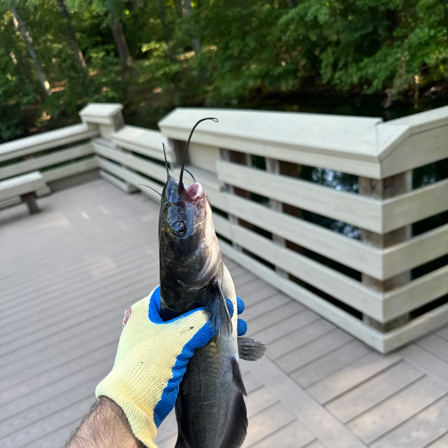 catch