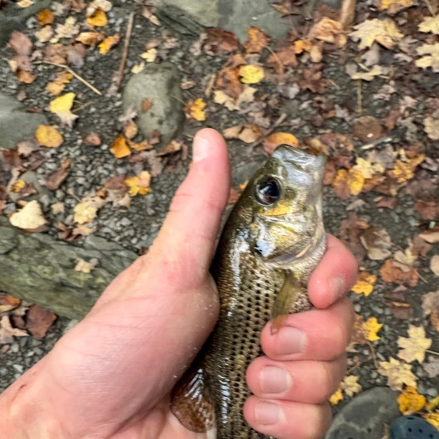 Rock bass caught on Fishbrain