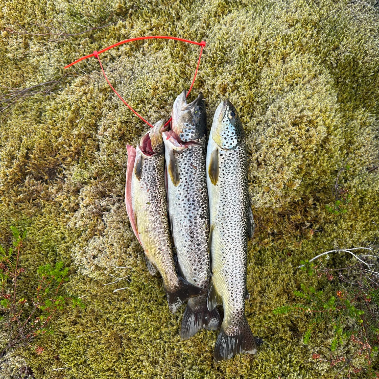 Rainbow trout caught on Fishbrain
