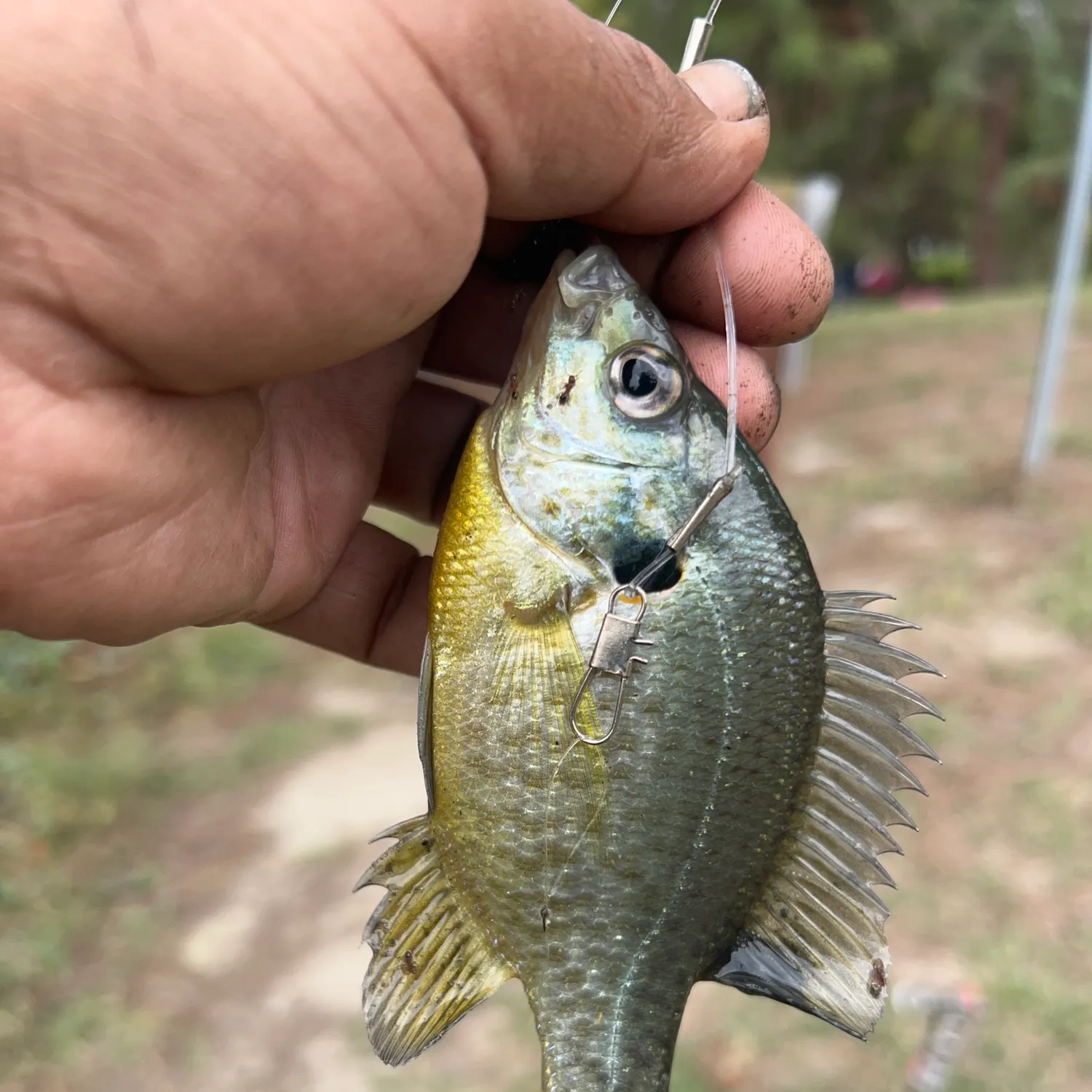 Redear sunfish caught on Fishbrain