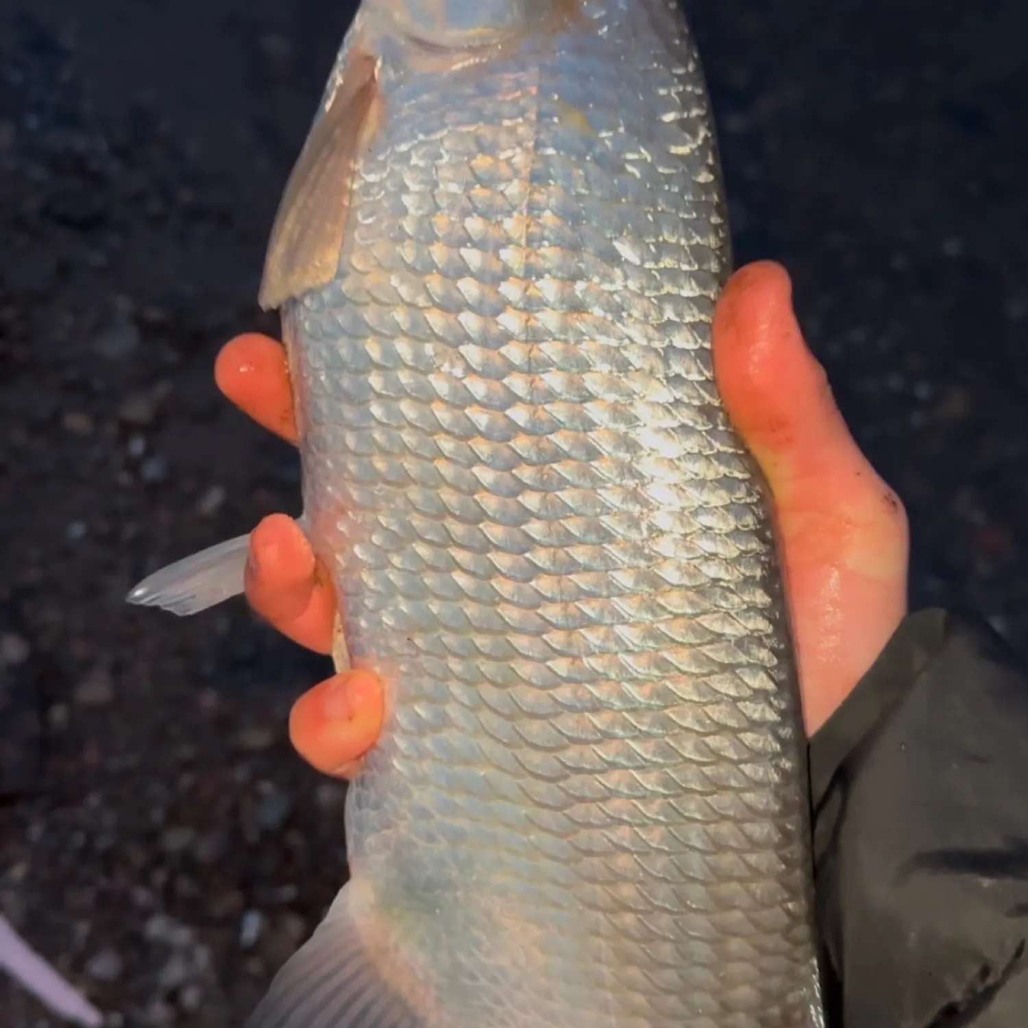 The most popular recent Mooneye catch on Fishbrain