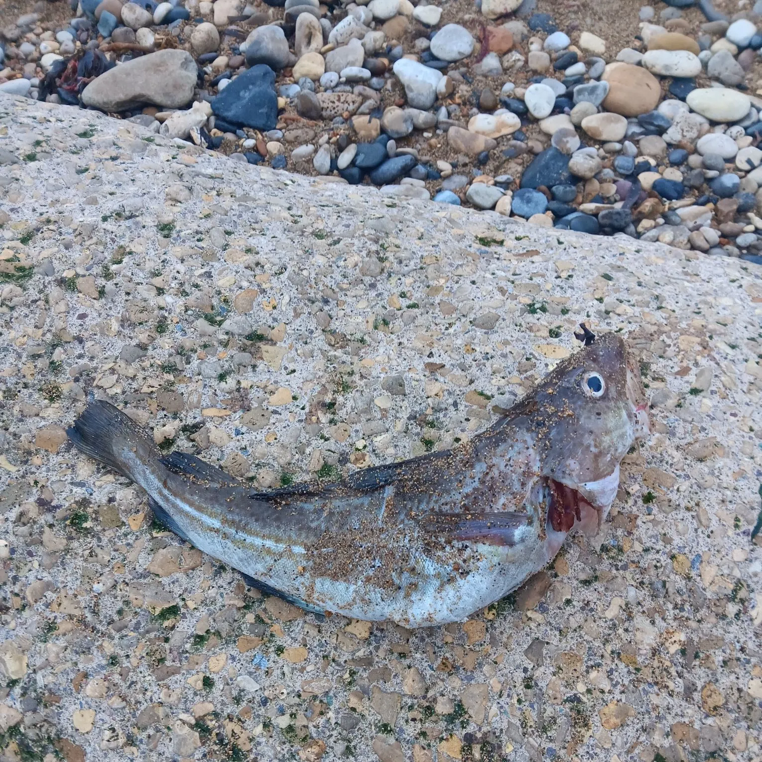 Atlantic cod caught on Fishbrain