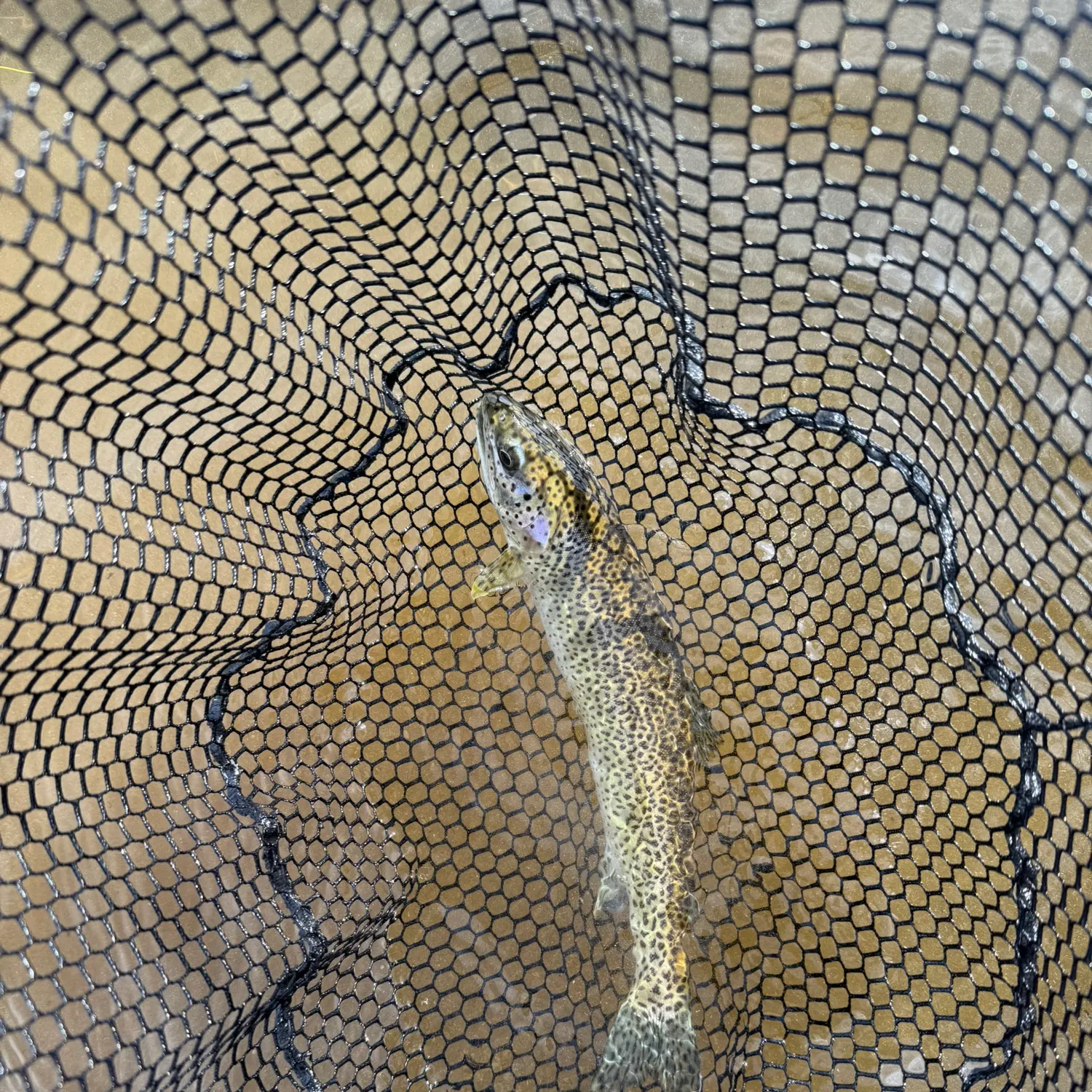 The most recent Coastal cutthroat trout catches on Fishbrain