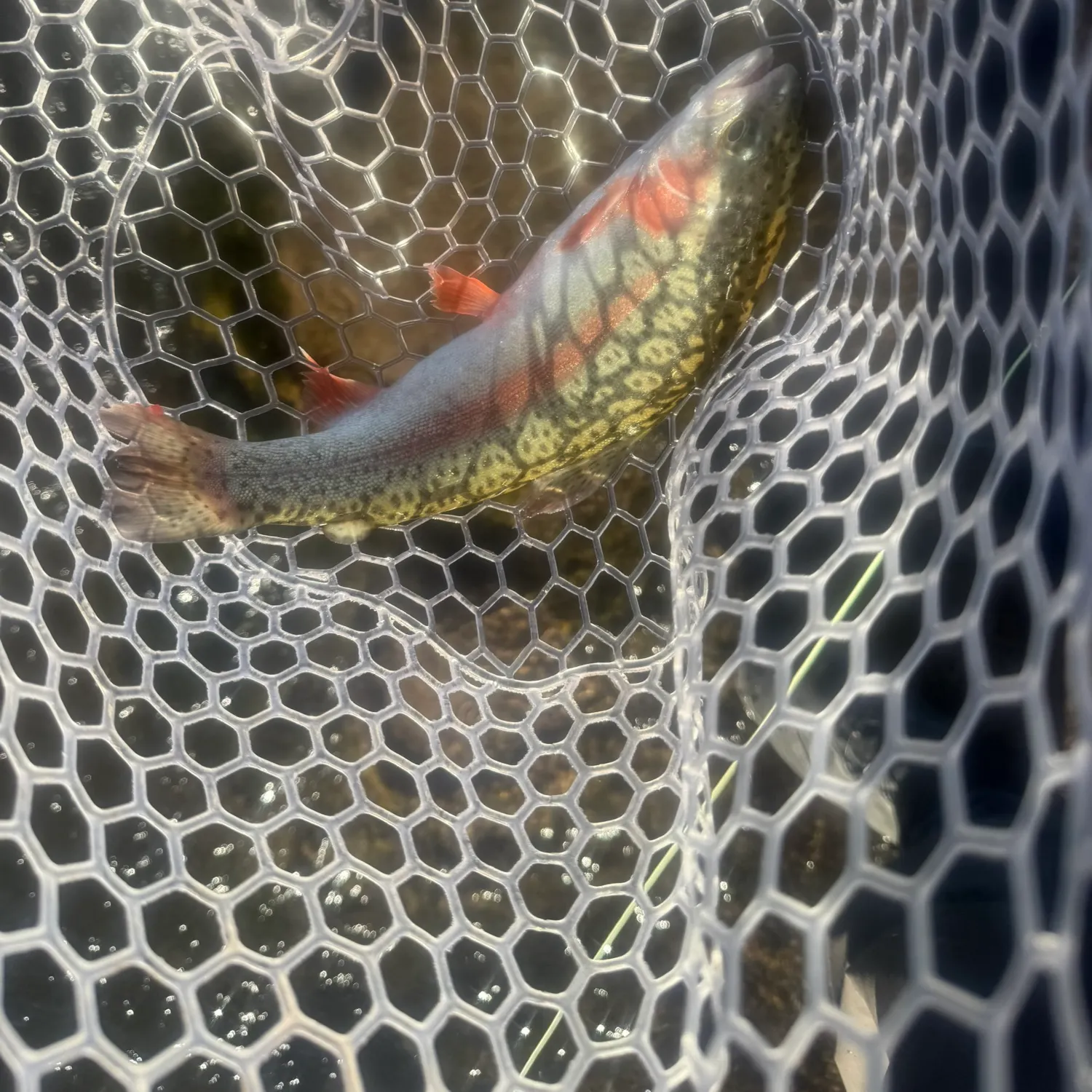 The most recent Rainbow trout catches on Fishbrain