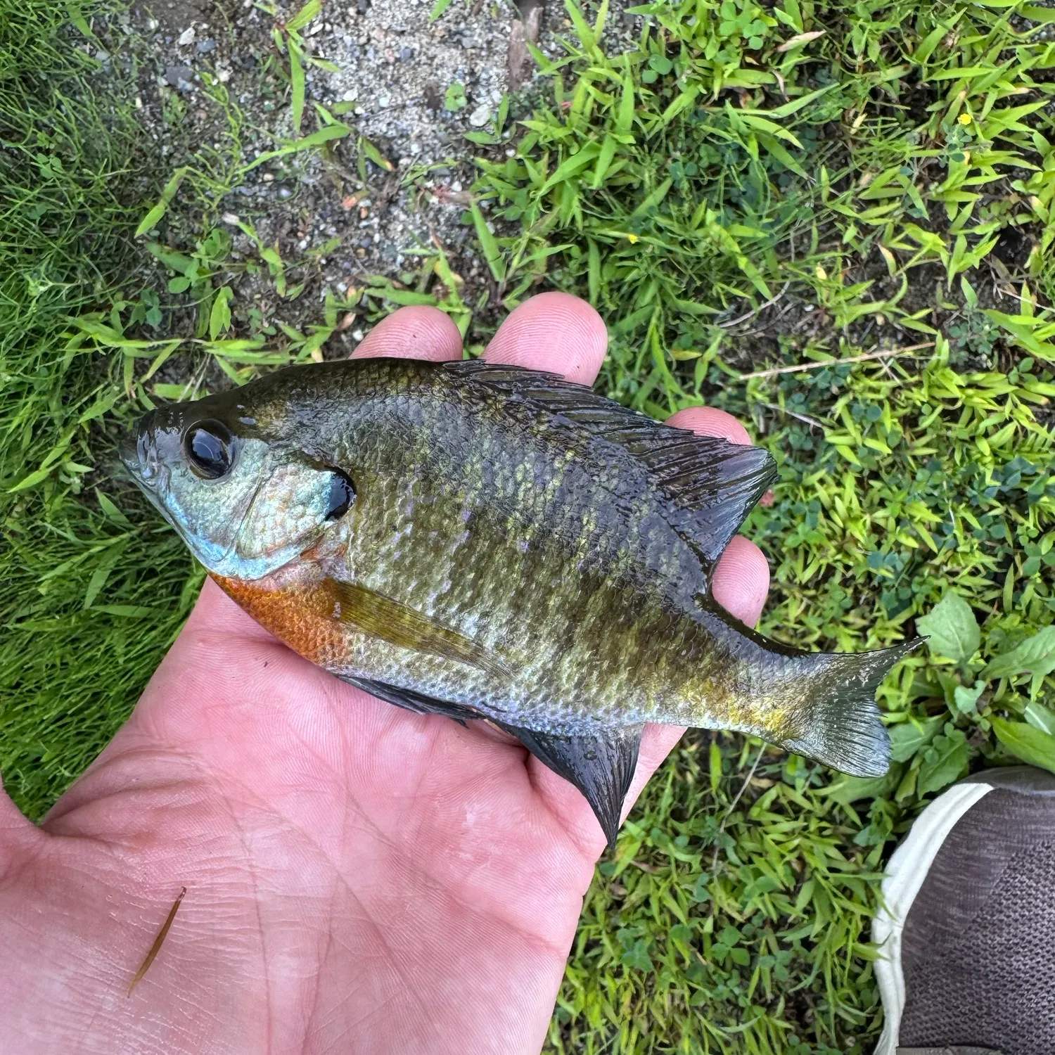 Bluegill caught on Fishbrain
