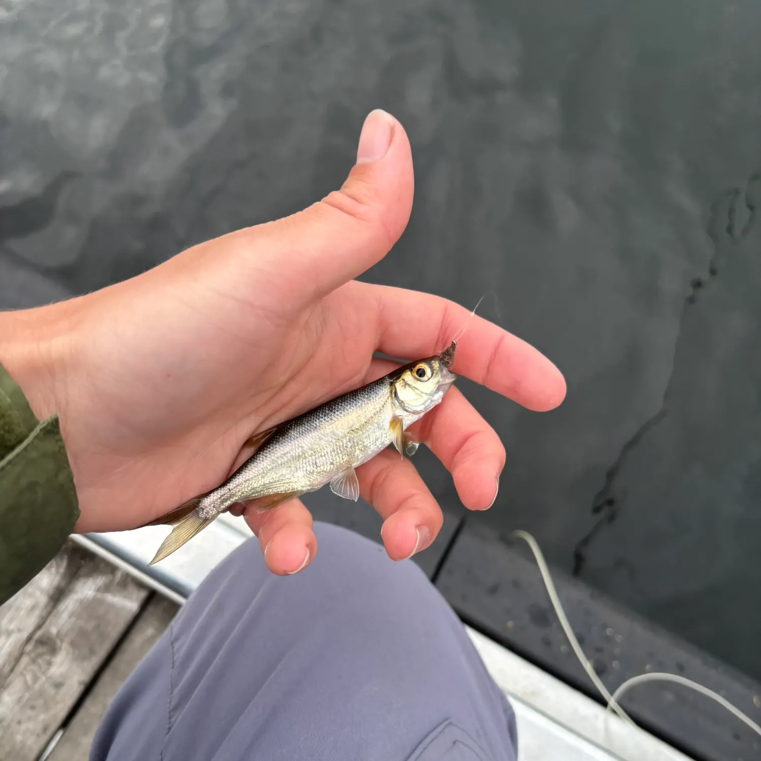 The most recent Redside shiner catches on Fishbrain