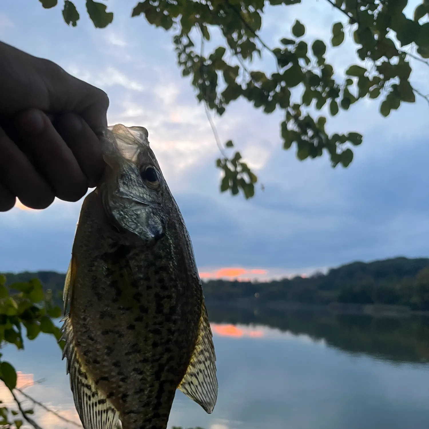 Black crappie caught on Fishbrain