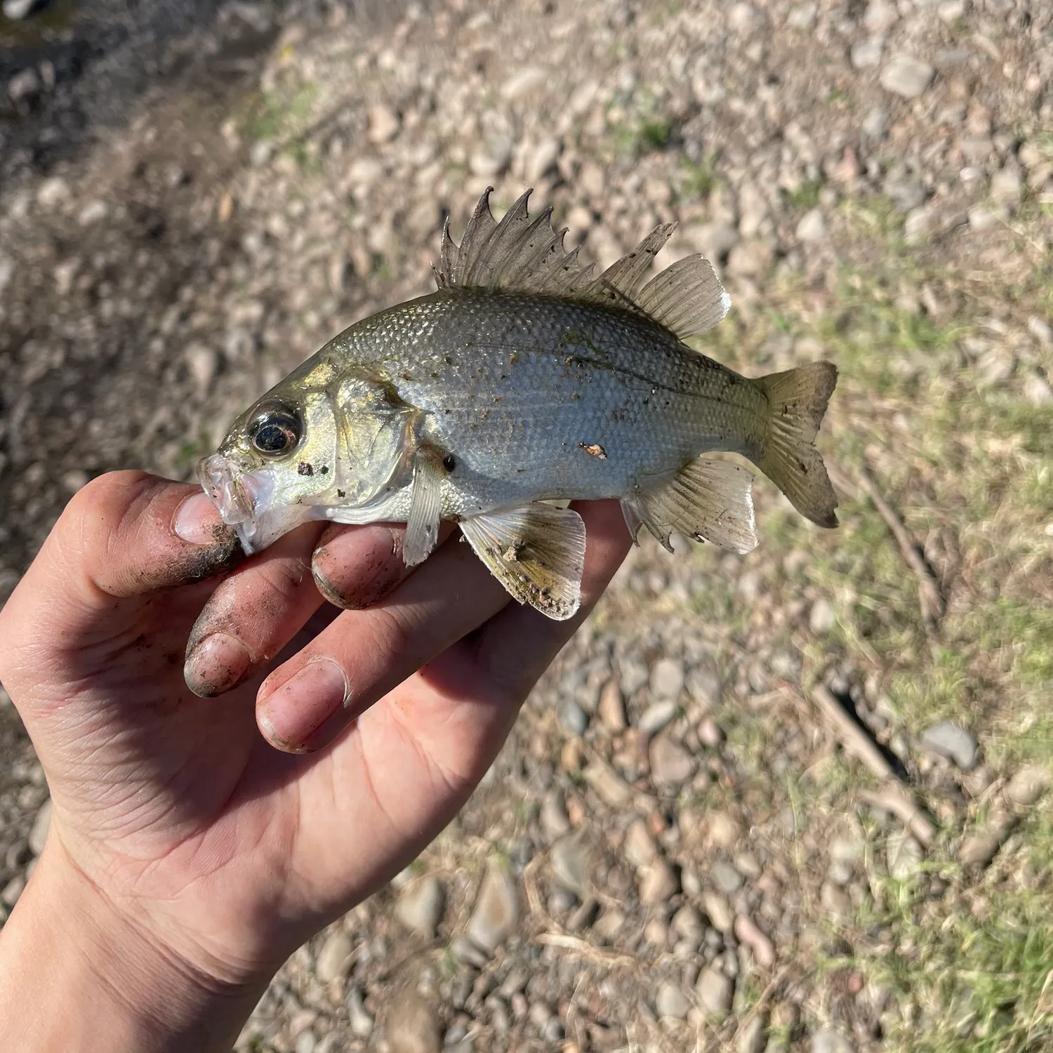 Australian bass caught on Fishbrain