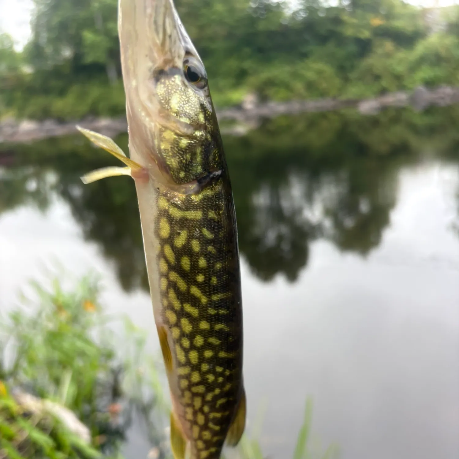 Chain pickerel caught on Fishbrain