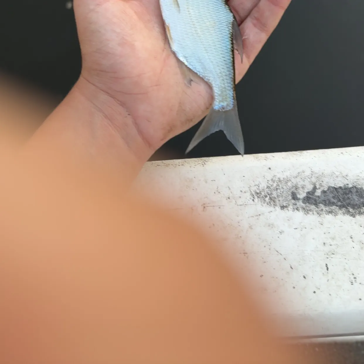 The most recent White bream catches on Fishbrain