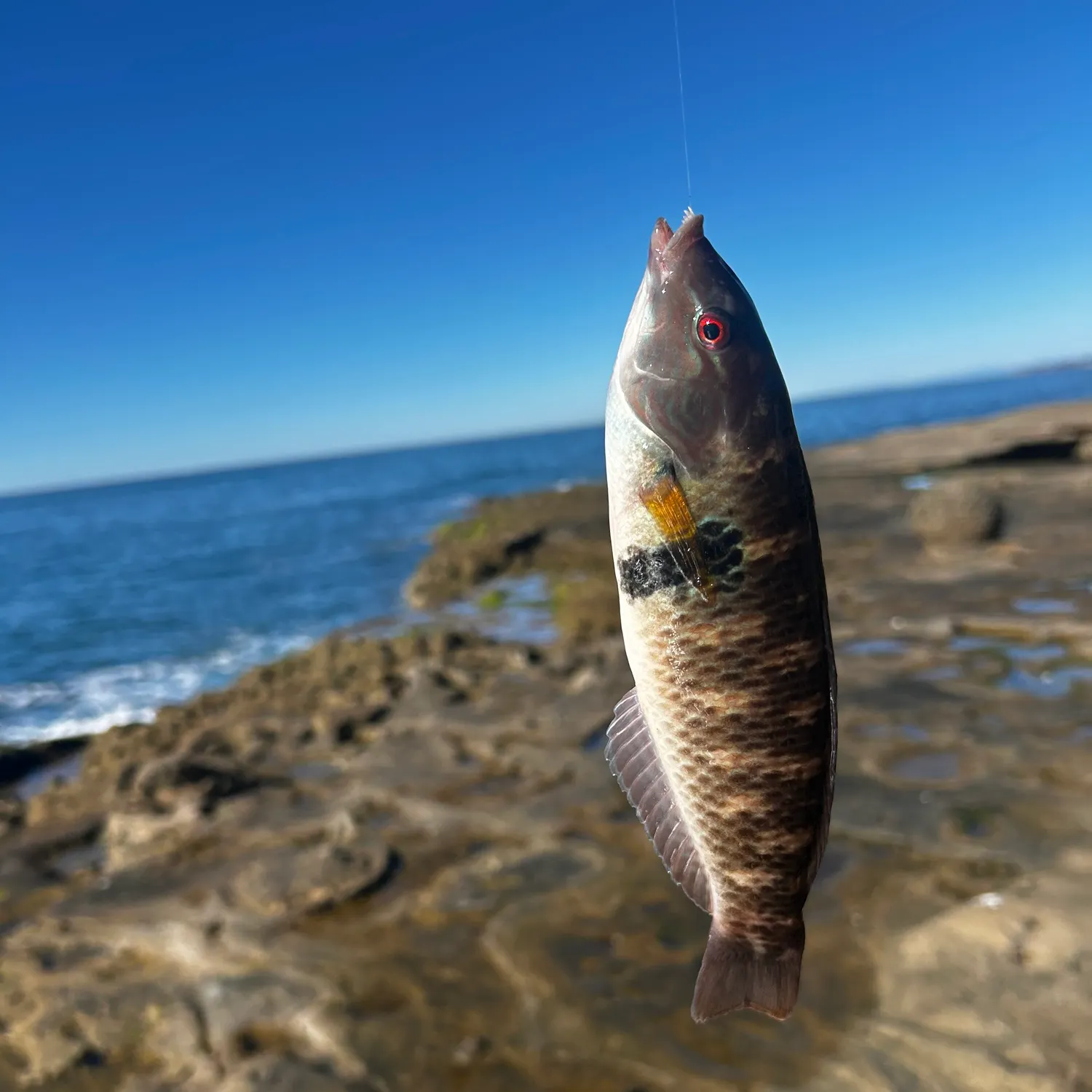 The most recent Rock wrasse catches on Fishbrain