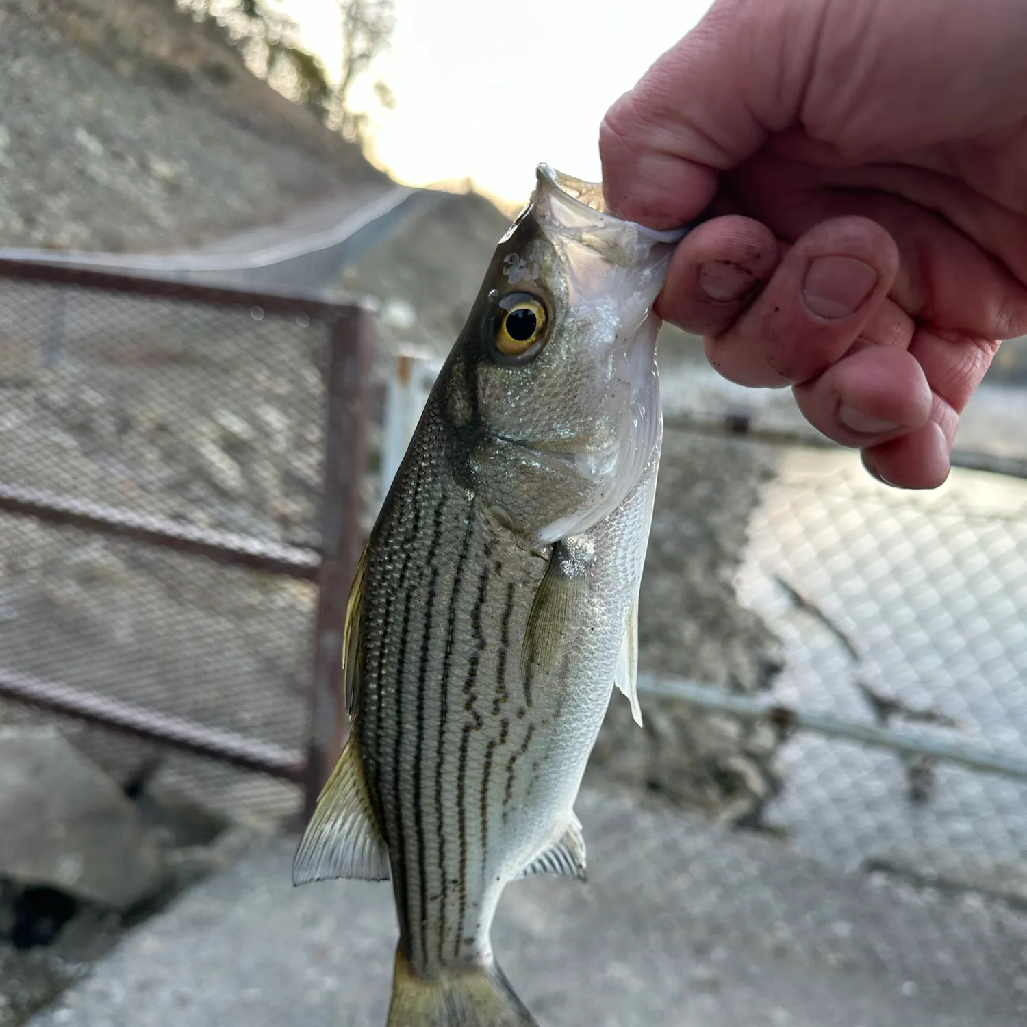 White bass caught on Fishbrain