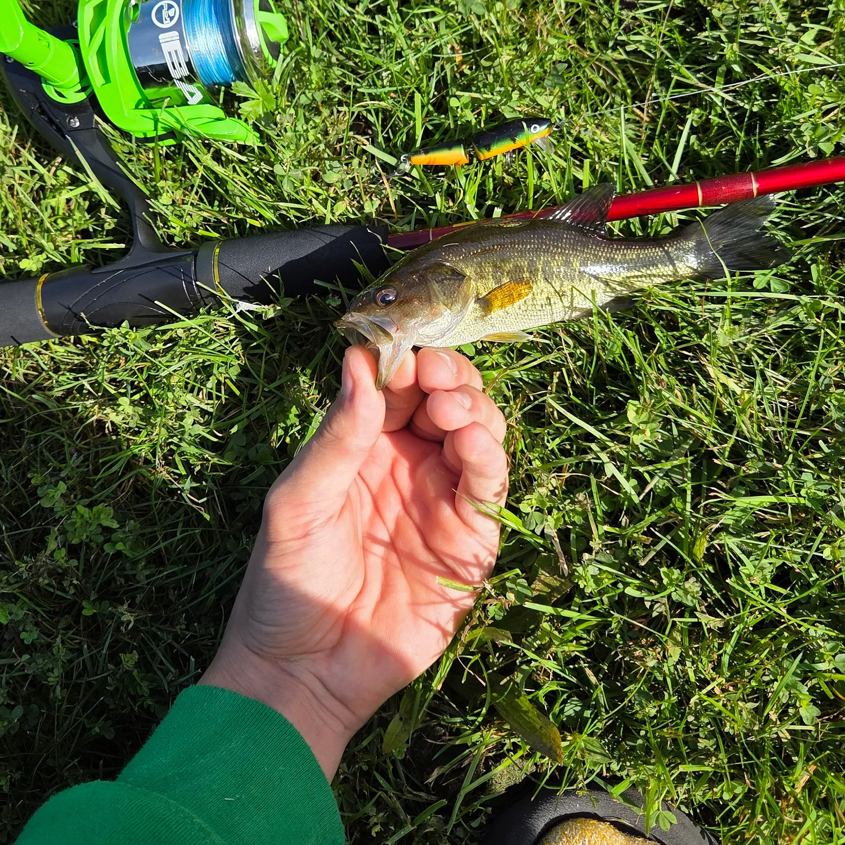 Largemouth bass caught on Fishbrain