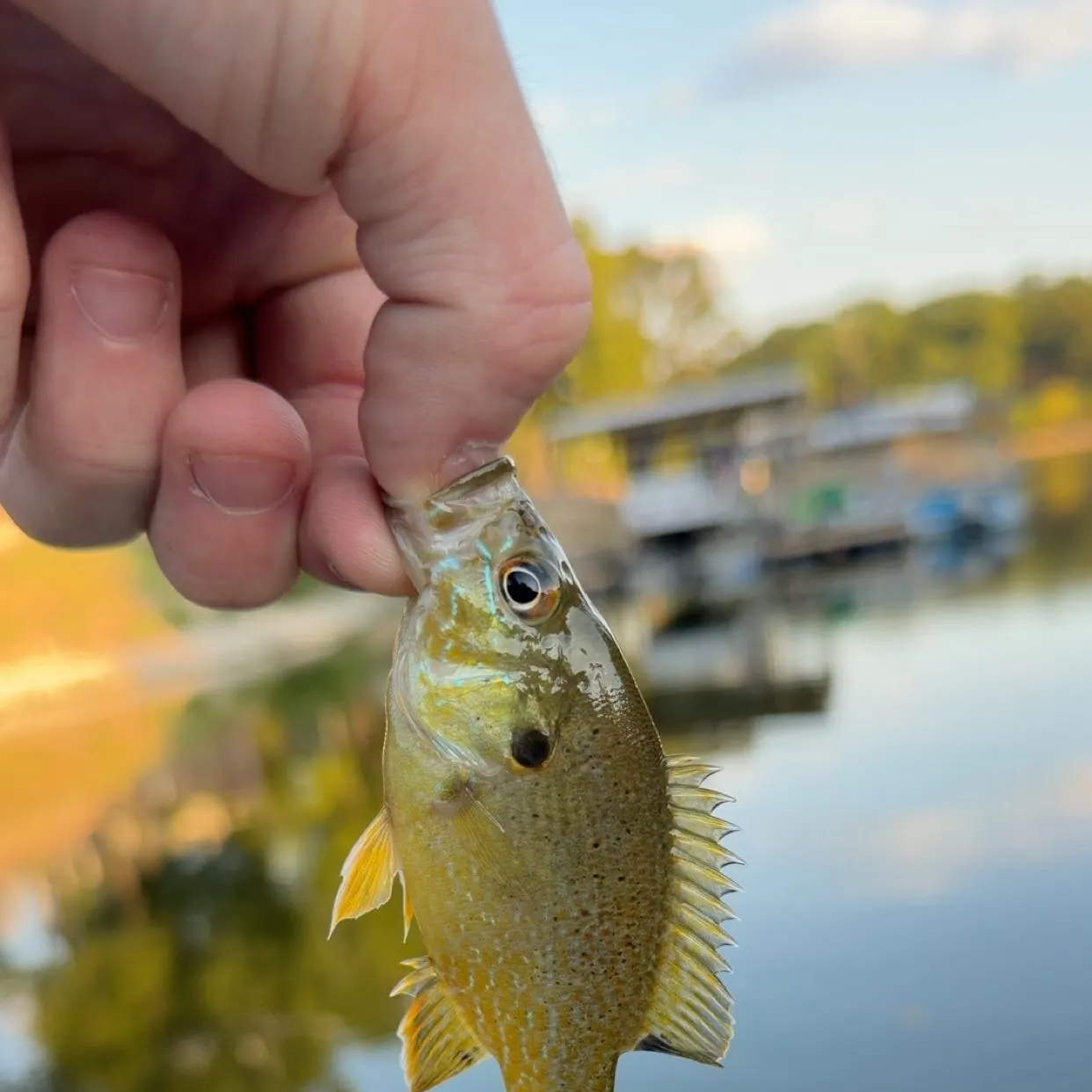 Green sunfish caught on Fishbrain