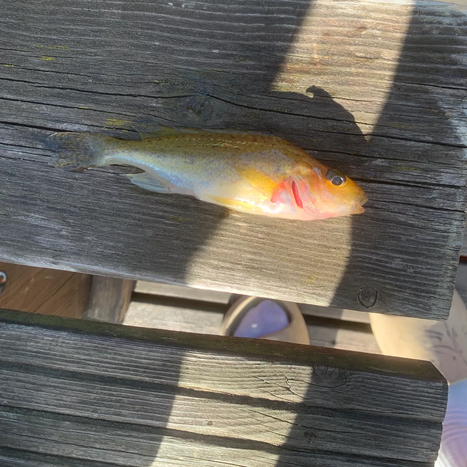 Brown trout caught on Fishbrain
