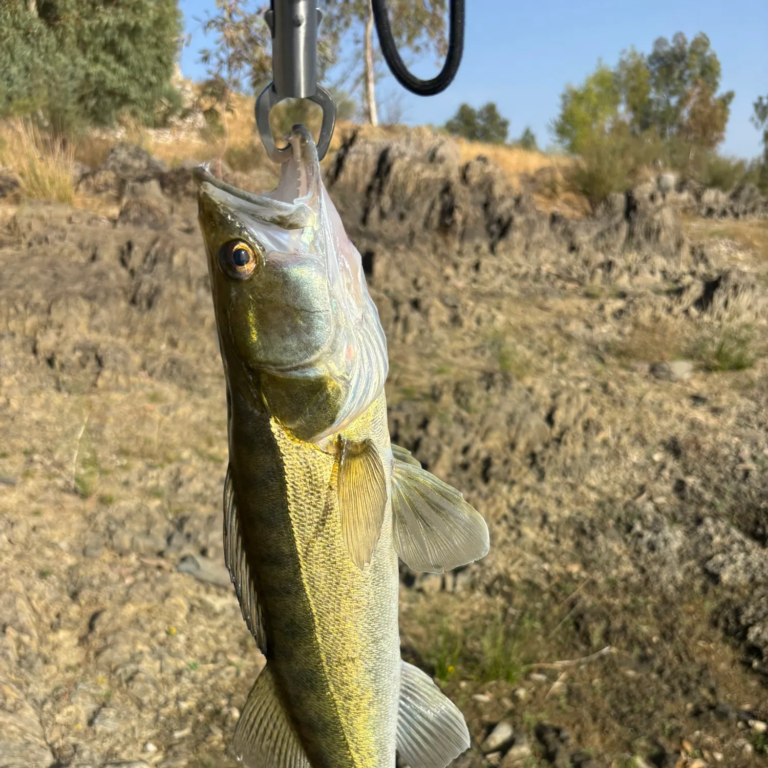Zander caught on Fishbrain