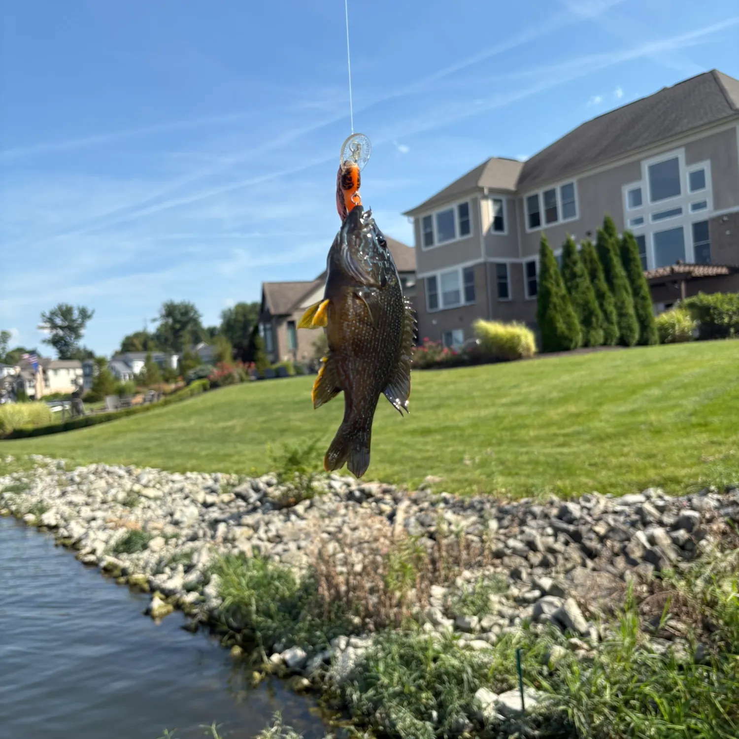 Green sunfish caught on Fishbrain