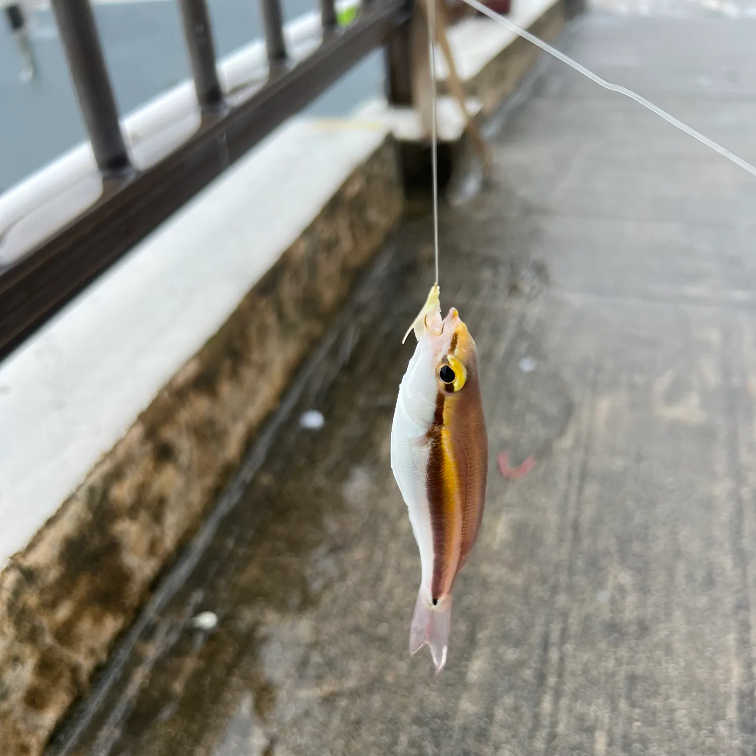 The most recent Butterfly whiptail catches on Fishbrain