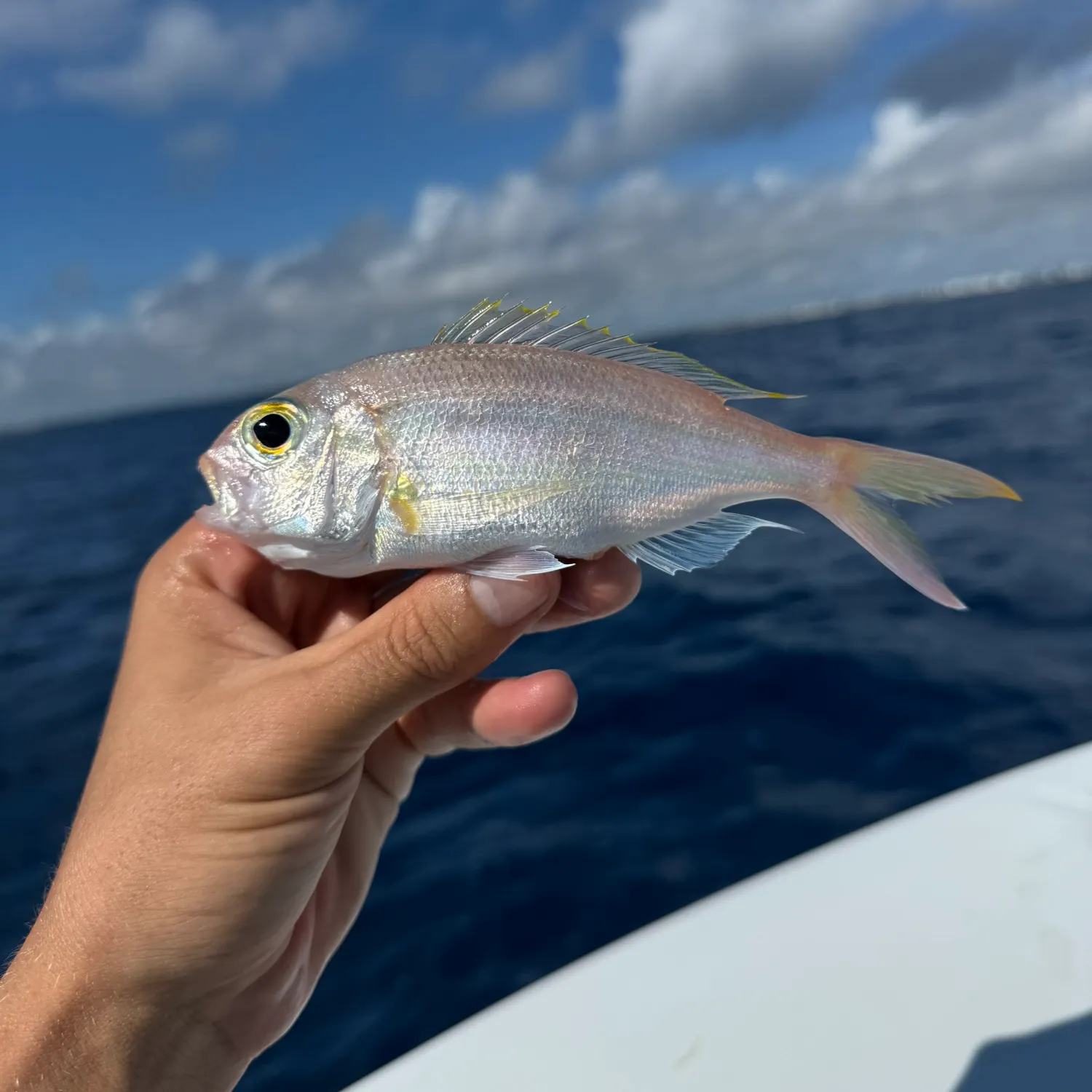 The most recent Wenchman snapper catches on Fishbrain