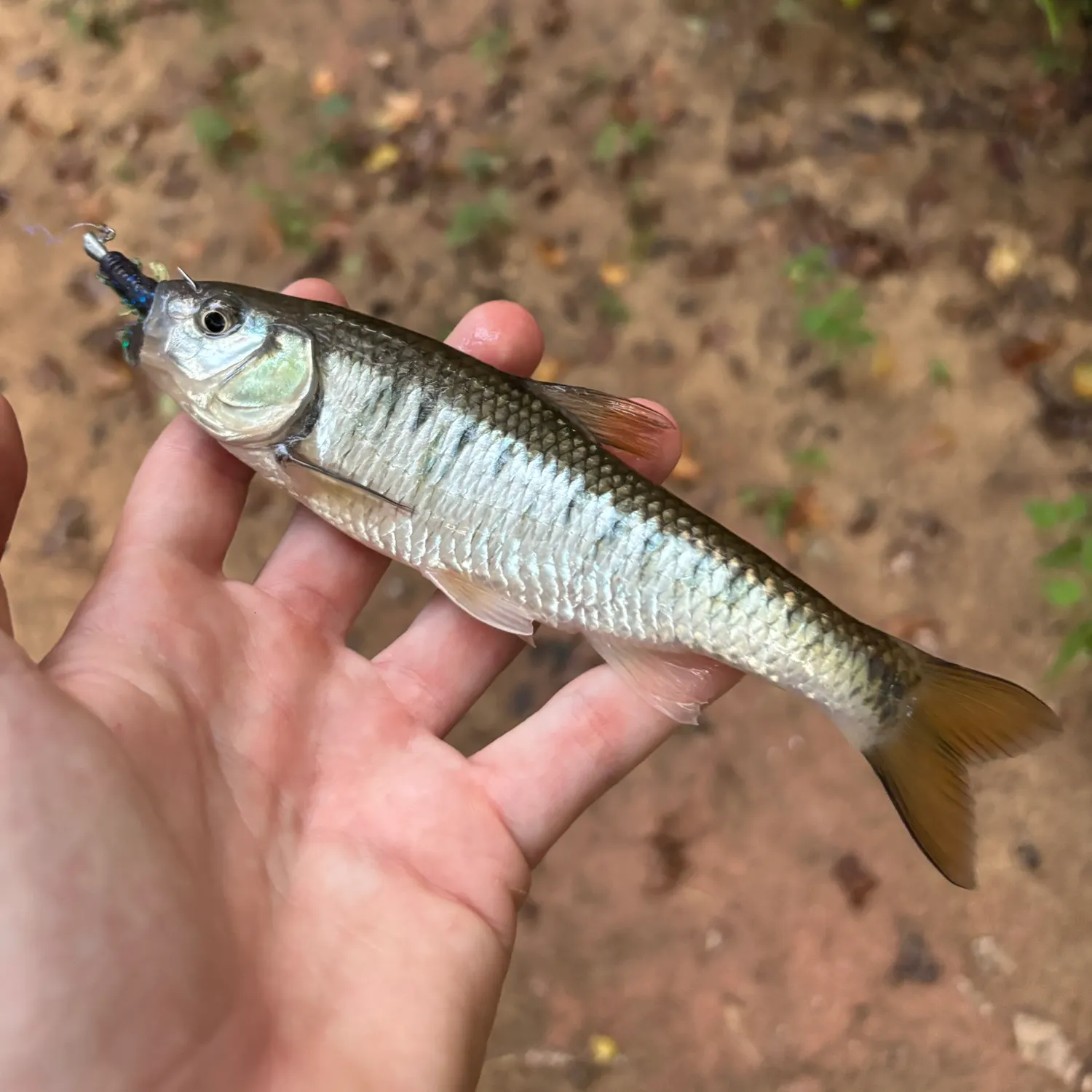 The most recent Striped shiner catches on Fishbrain